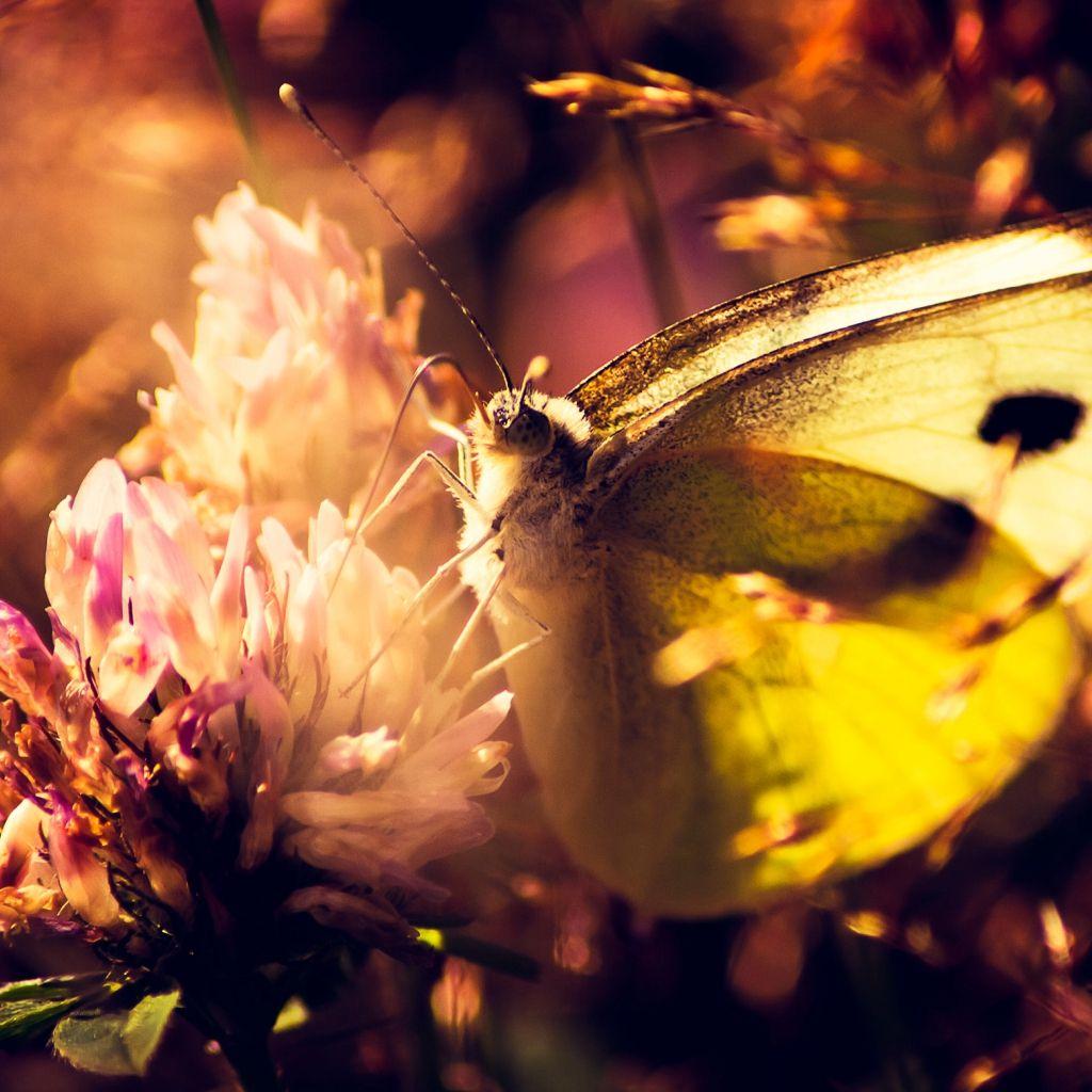Butterfly Sunset Wallpapers Top Free Butterfly Sunset Backgrounds