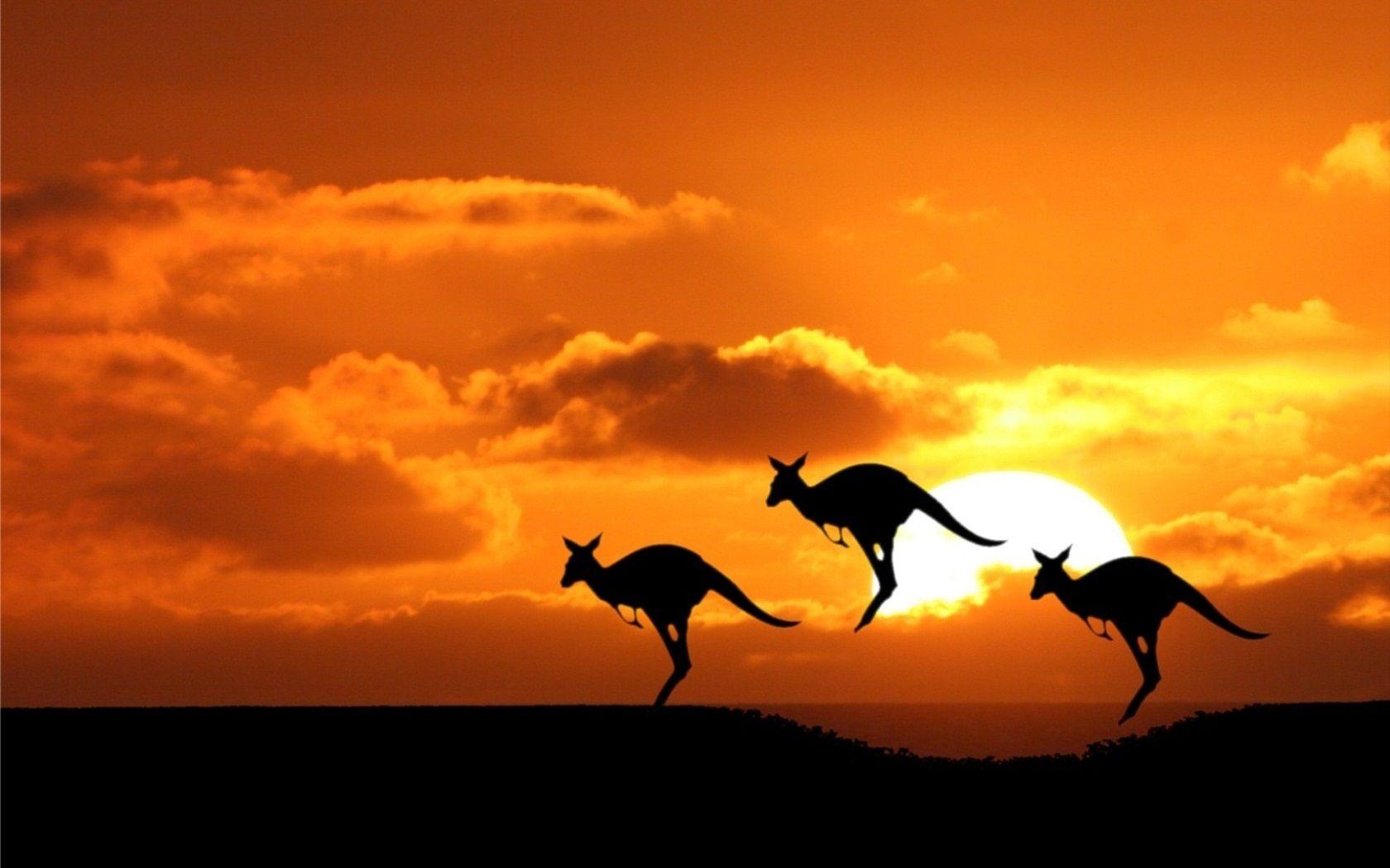 1680x1050 Kangaroo Sunset Animals iPhone iPad HD Wallpaper 747