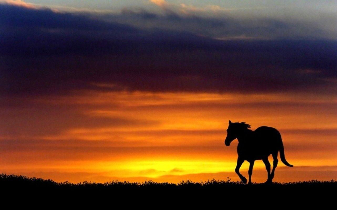 Animal Sunset Wallpapers Top Free Animal Sunset Backgrounds