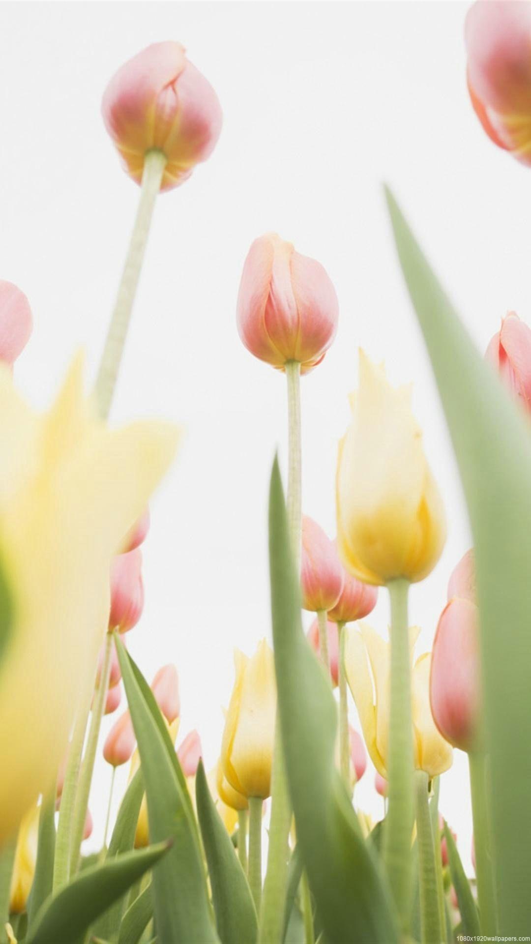 Hình nền HD 1080x1920 Tulip Flower Spring