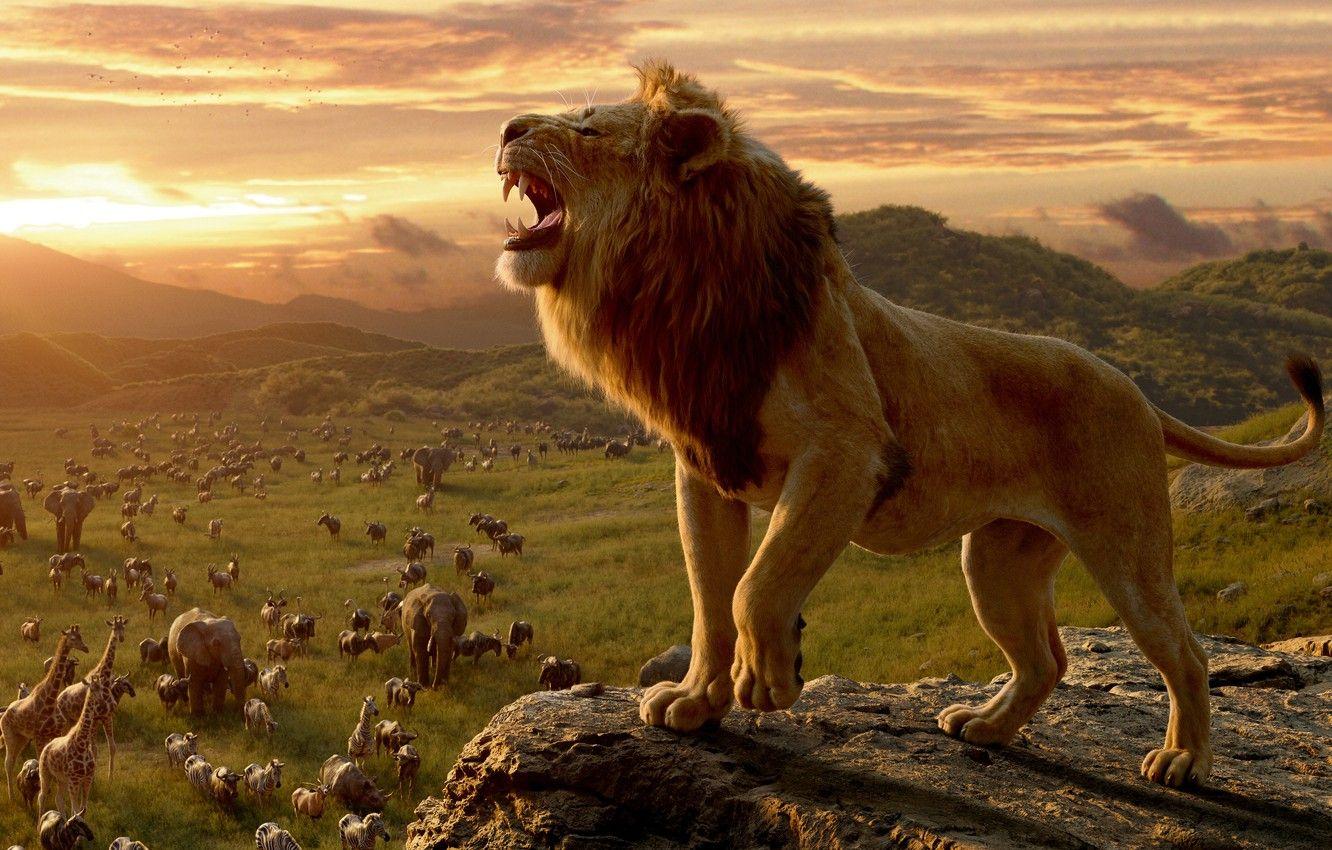 1332x850 Wallpaper animals, sunset, the film, mane, Leo, The Lion King