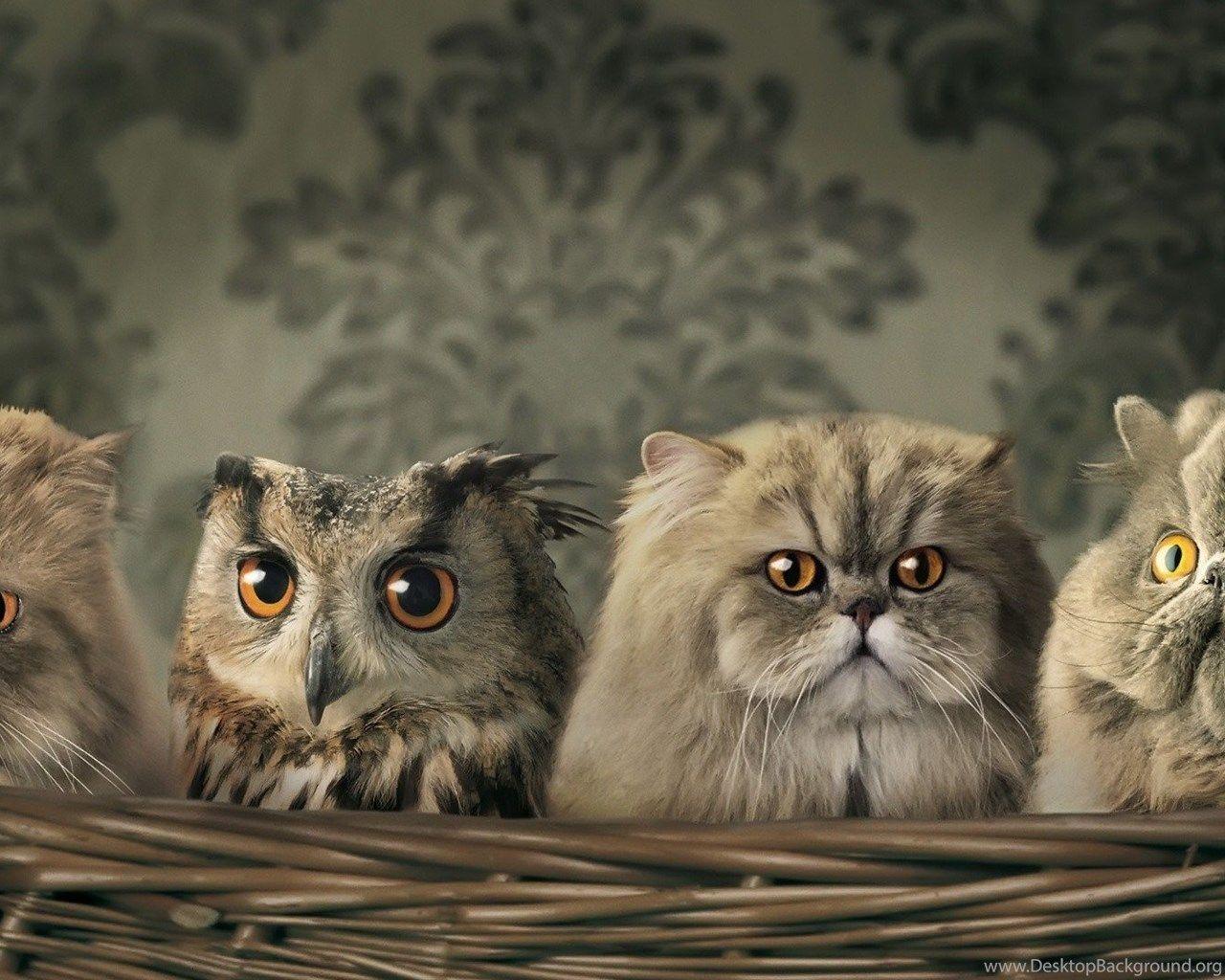 1280x1024 Cute White Baby Owl Wallpaper. Desktop Background