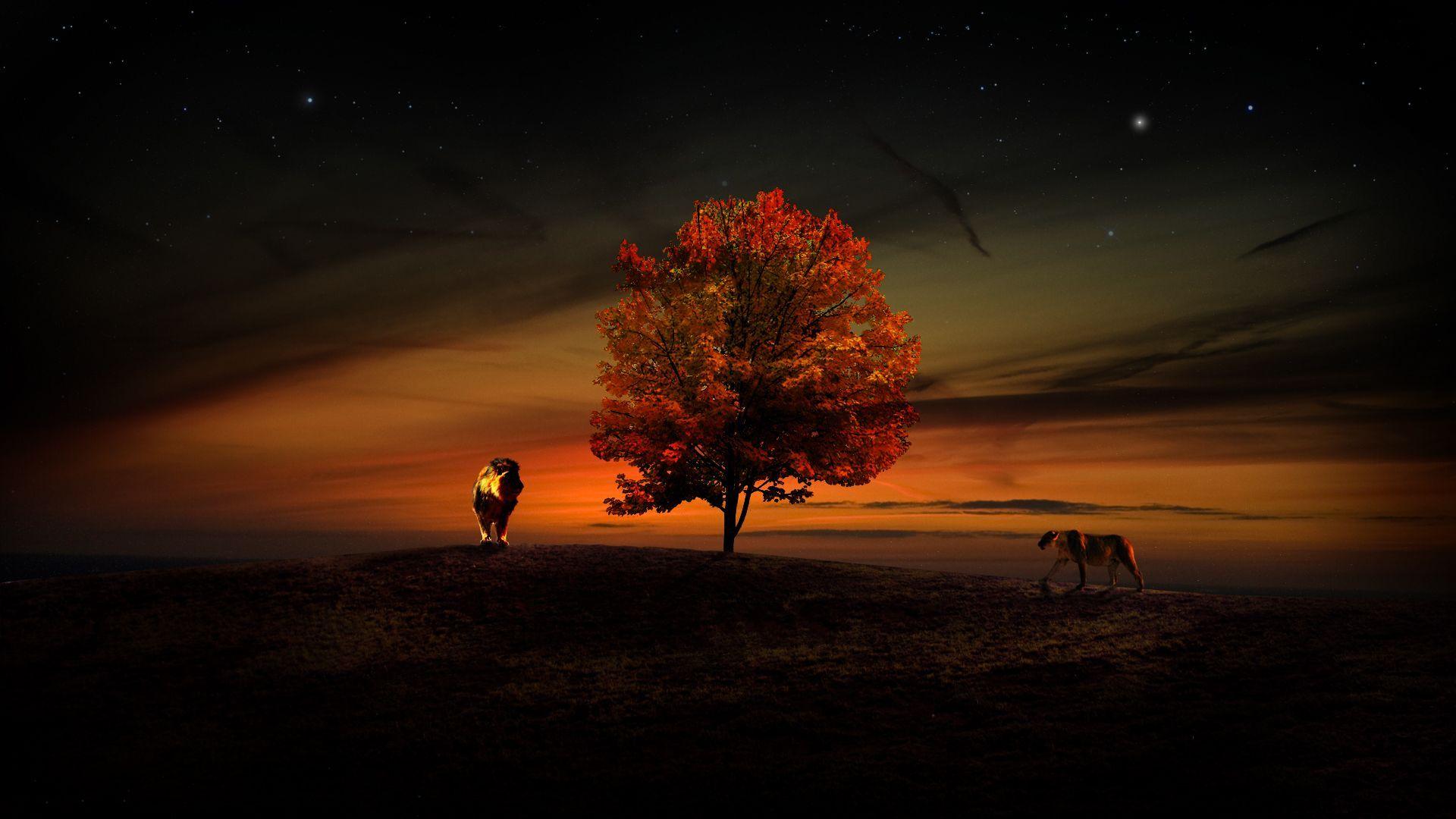 1920x1080 Lion HD Wallpaper. Background Imagex1080