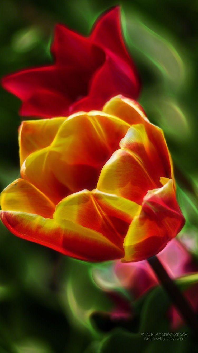 750x1334 Hình nền hoa tulip đẹp - 750 x 1334 Dọc;  quả táo
