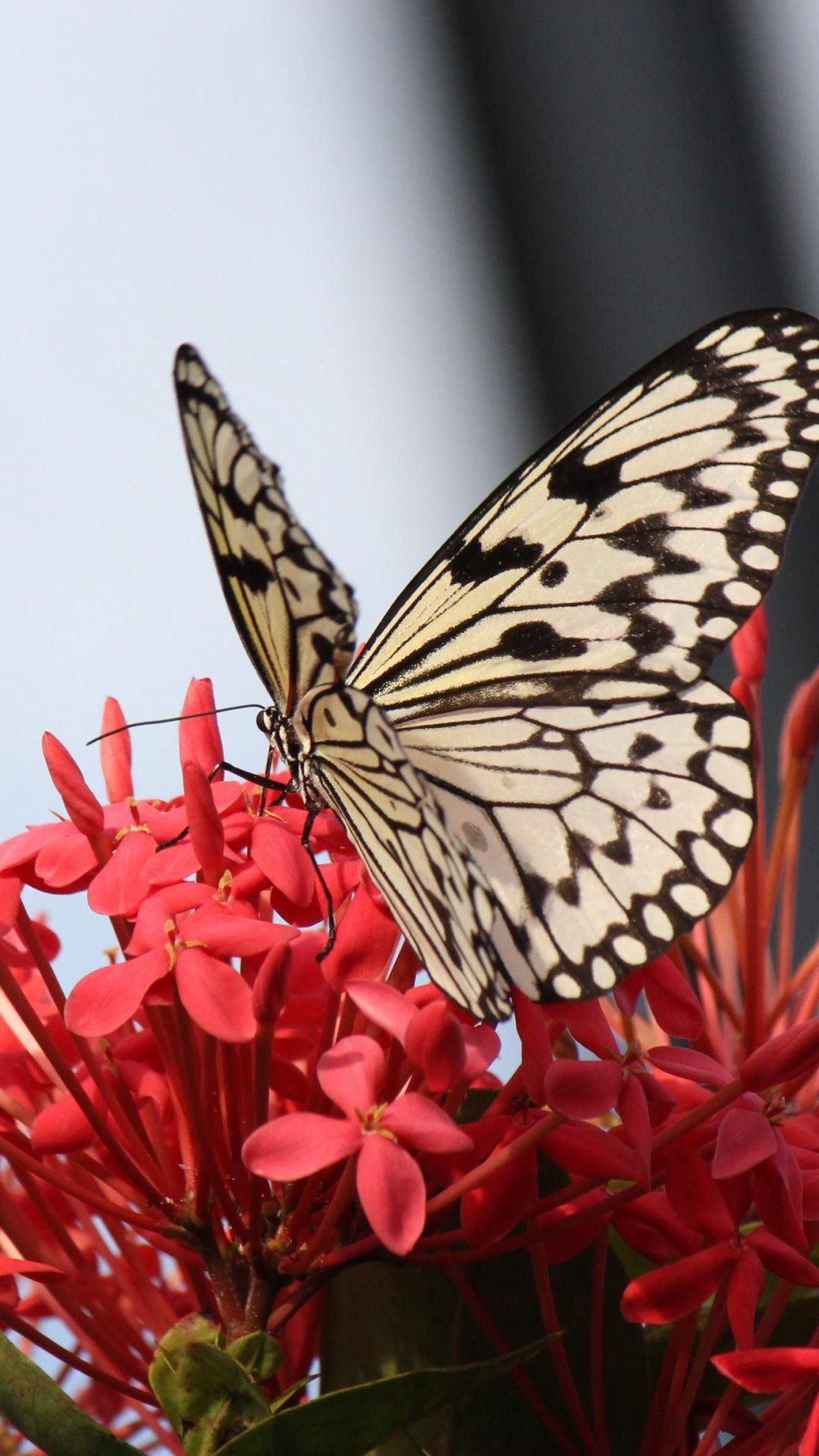 Hình nền bướm và hoa đẹp 1080x1920
