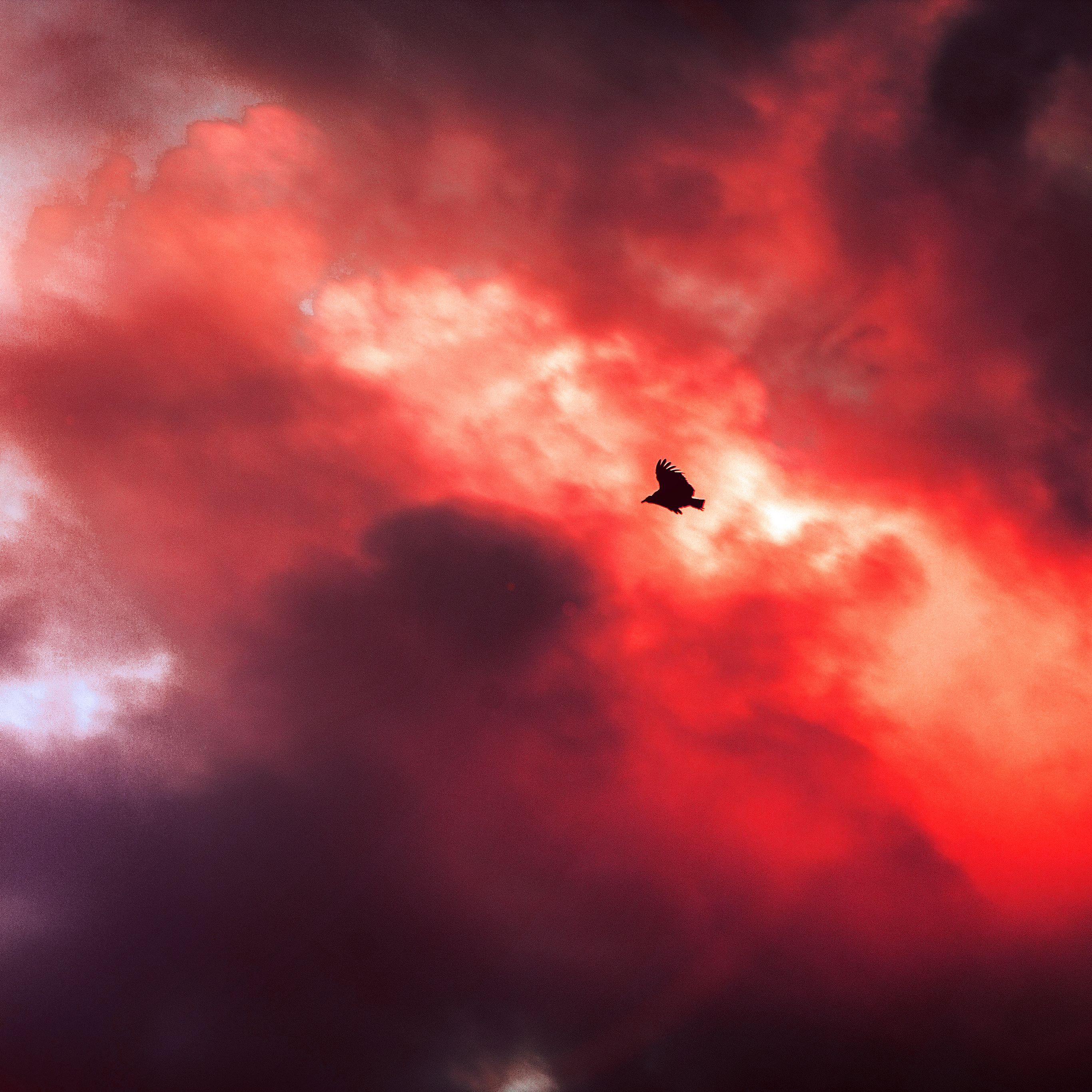 2732x2732 Bird Fly Sky Clouds Red Sunset Fire Nature Animal