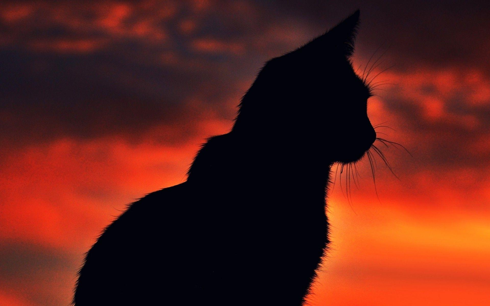 Cat Silhouette Wallpapers - Top Free Cat Silhouette Backgrounds