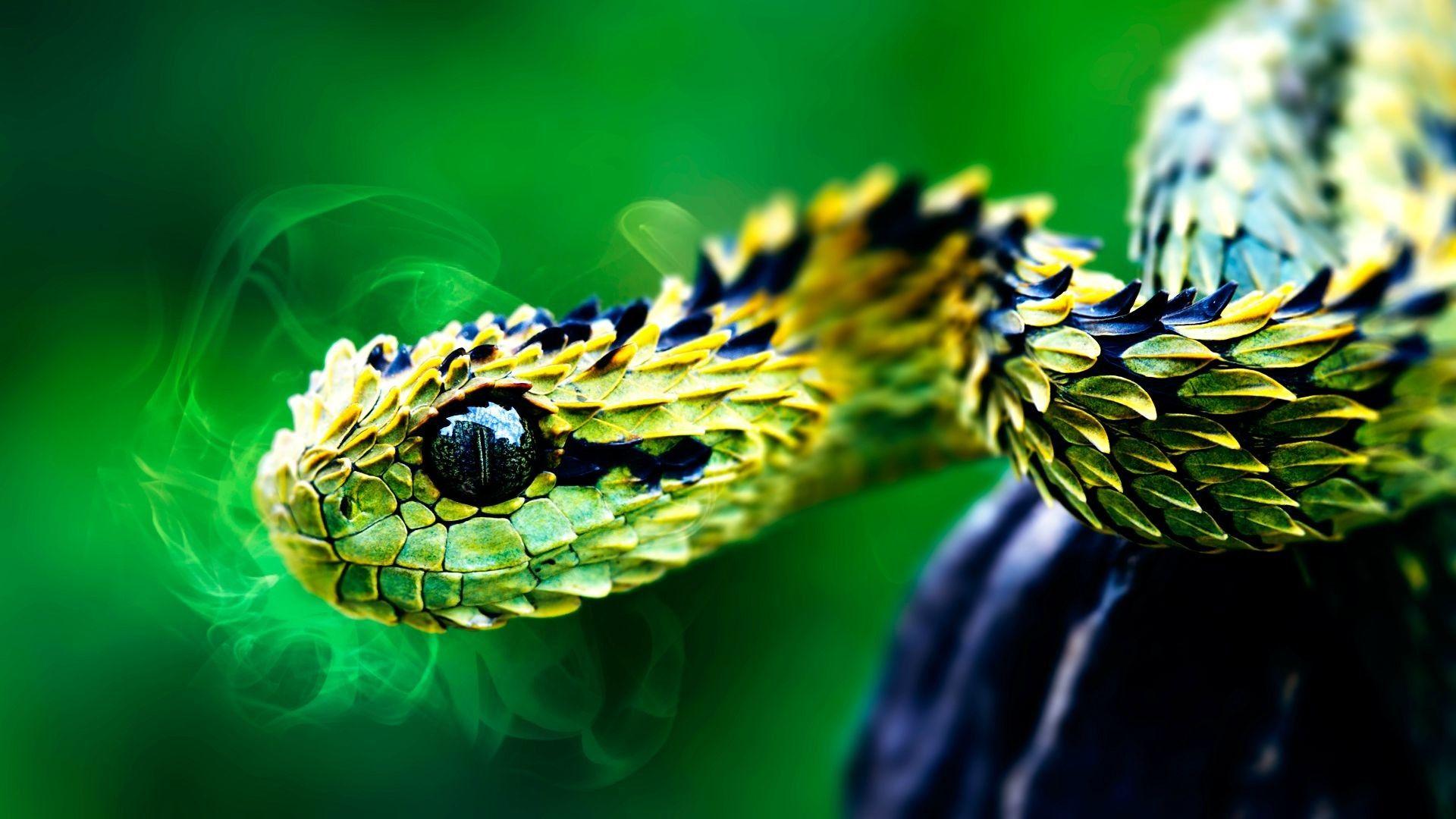 Snake 4K wallpapers for your desktop or mobile screen free and easy to  download