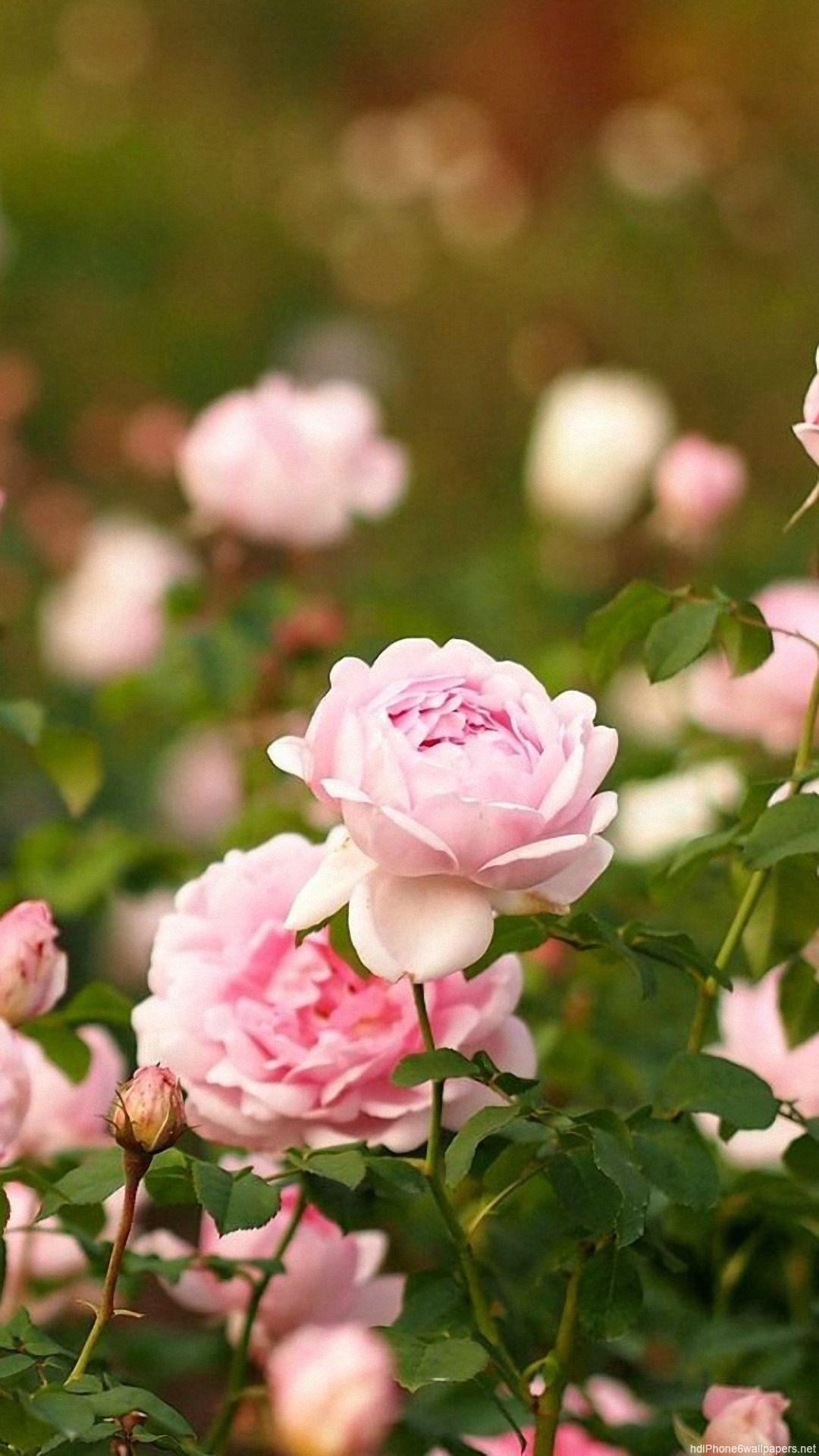 1080x1920 rose flowers garden Hình nền iPhone 6 HD và 1080P 6 Plus