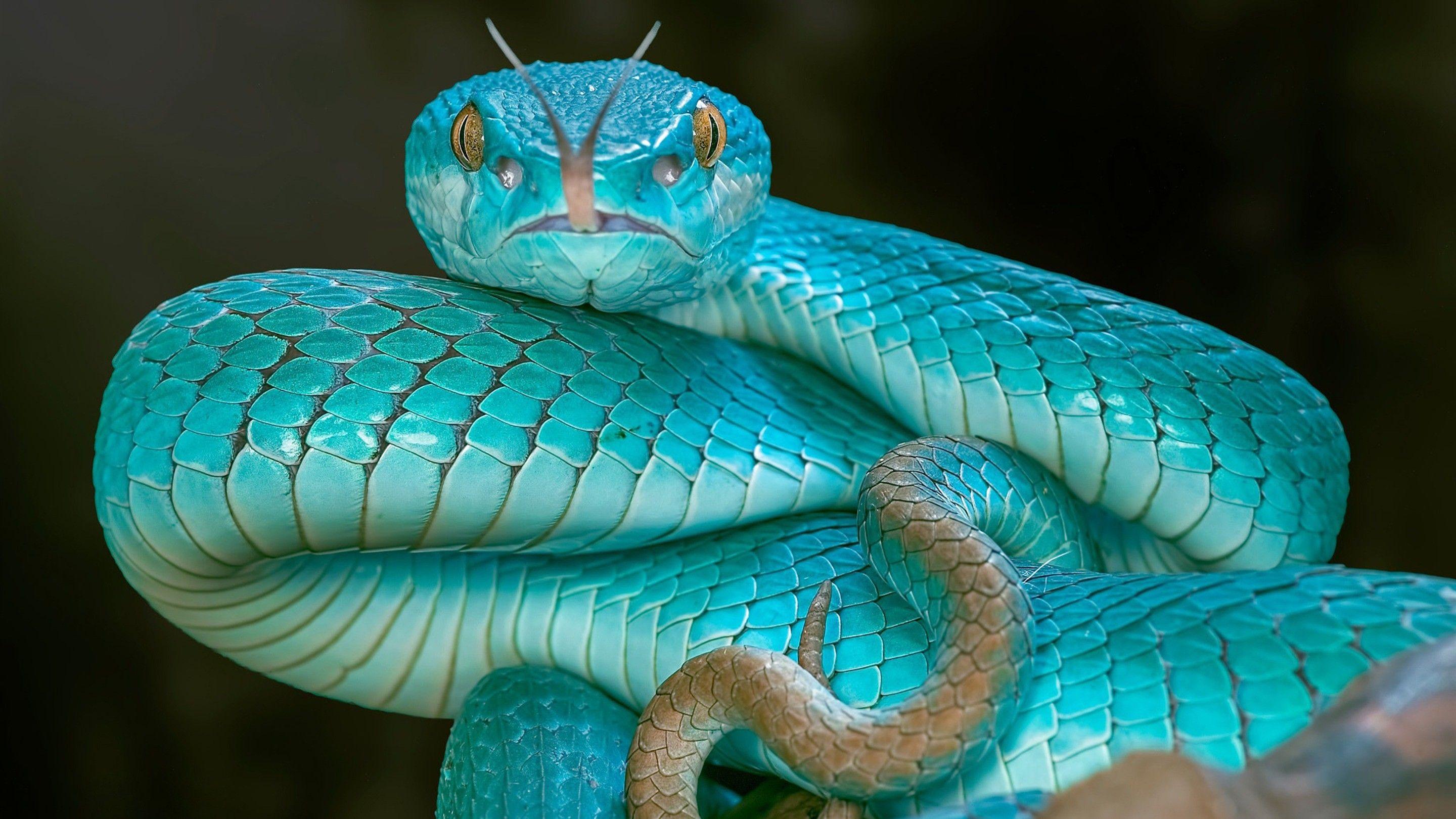 Wallpaper Snake Reptile Rough Wood Viper Images For Desktop Section ...
