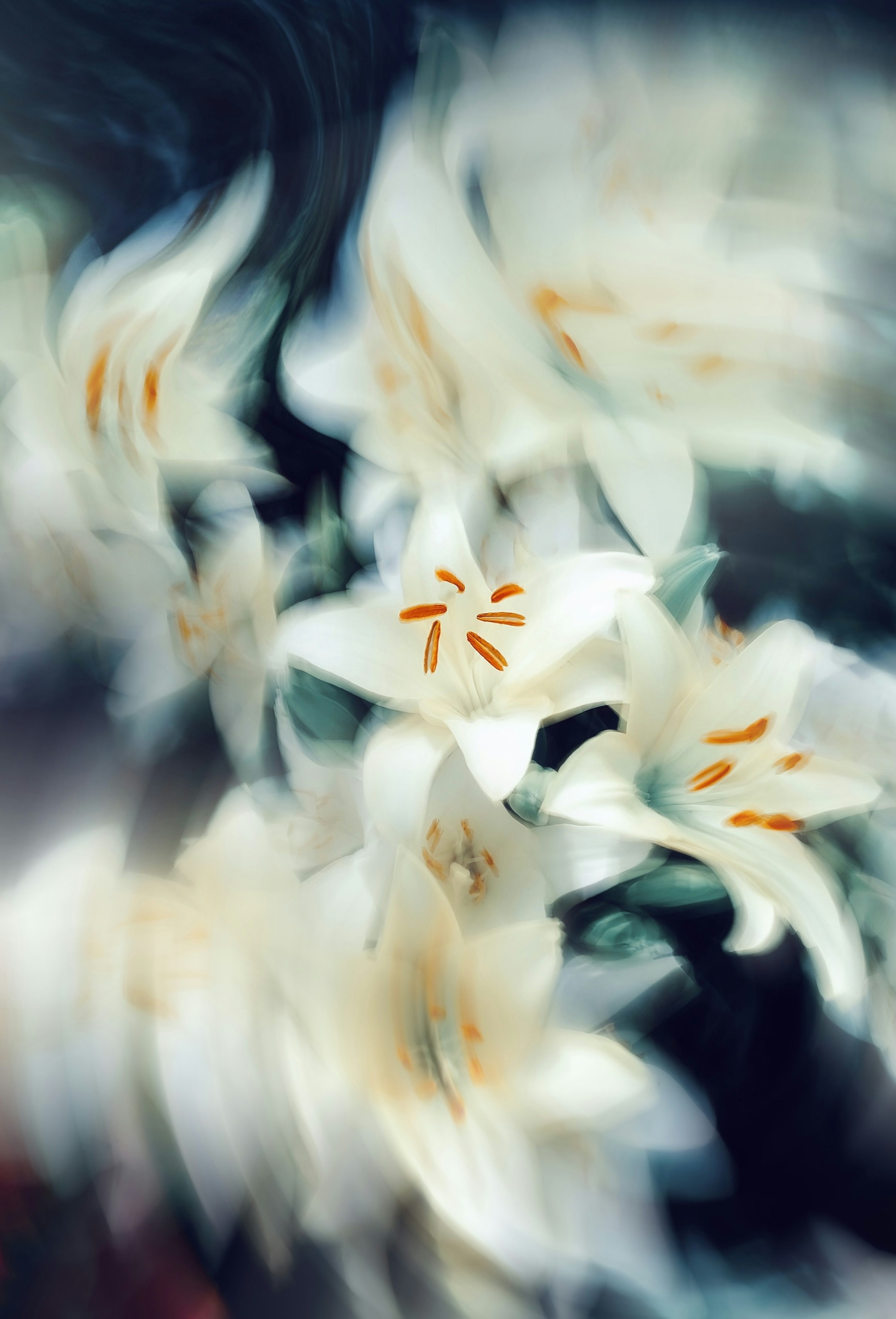 3000x4414 A blurry photo of white flowers with orange centers photo