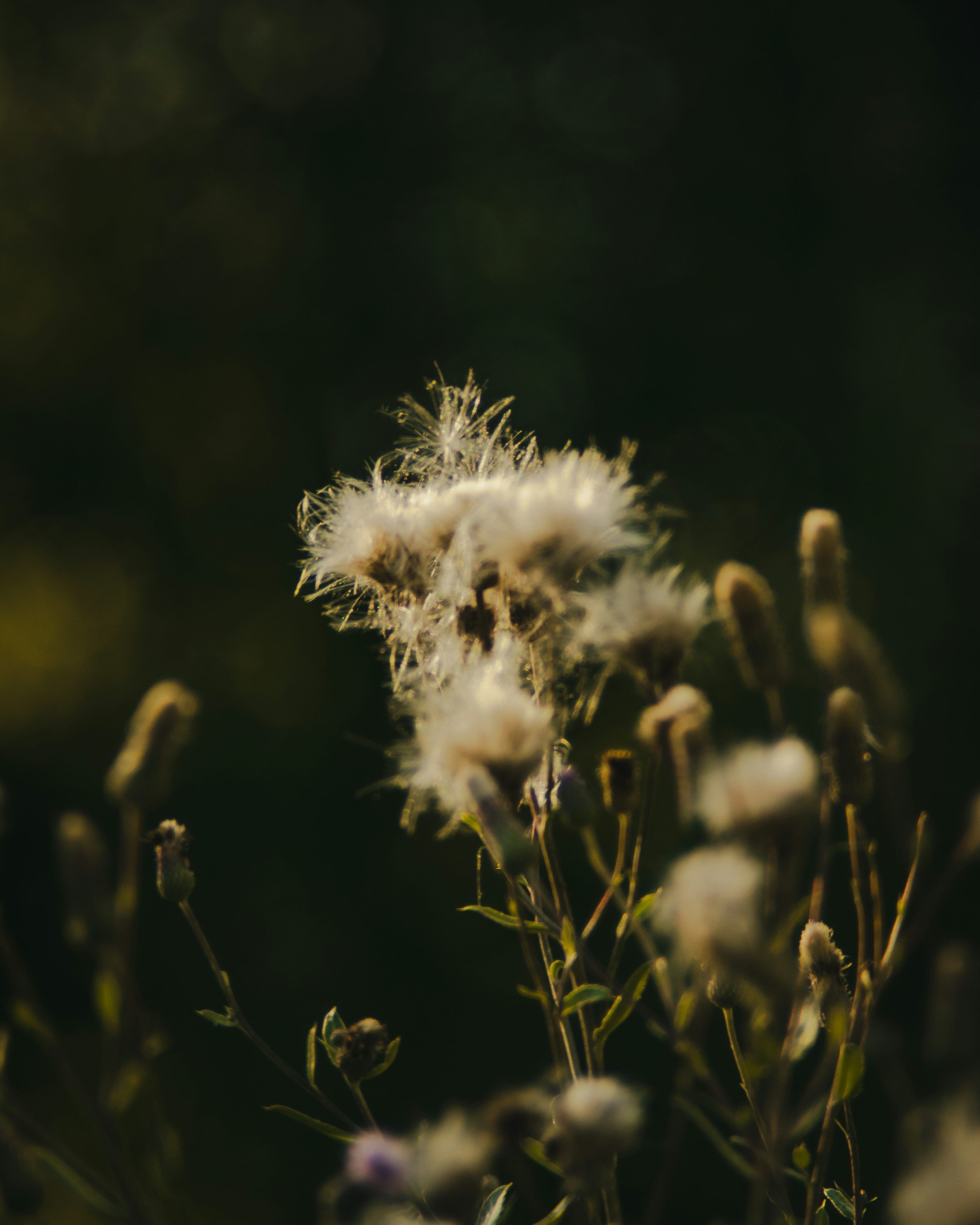 3000x3750 A close up of a bunch of flowers with a blurry background photo