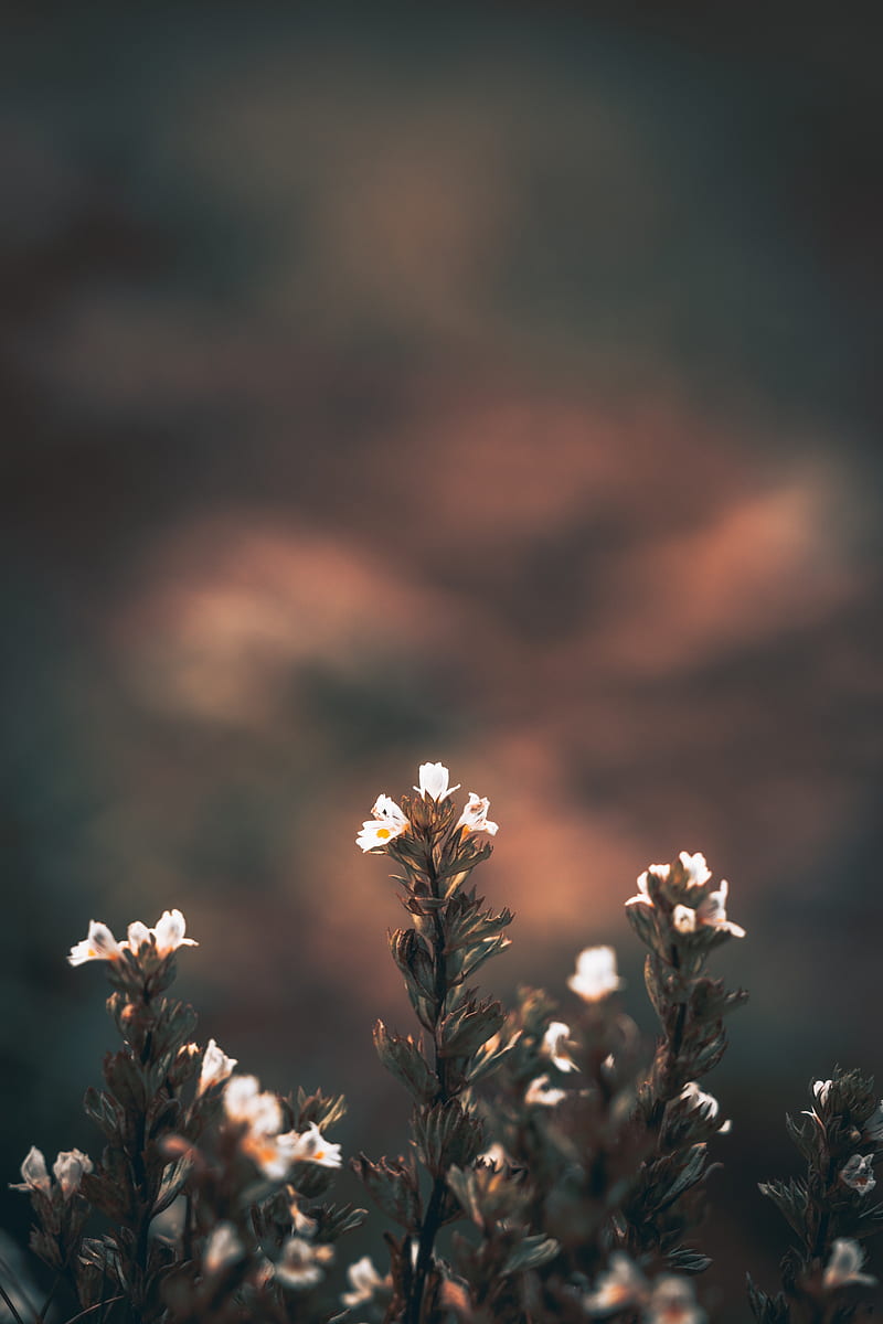 800x1200 White flowers, blurry, Flowers, HD phone wallpaper