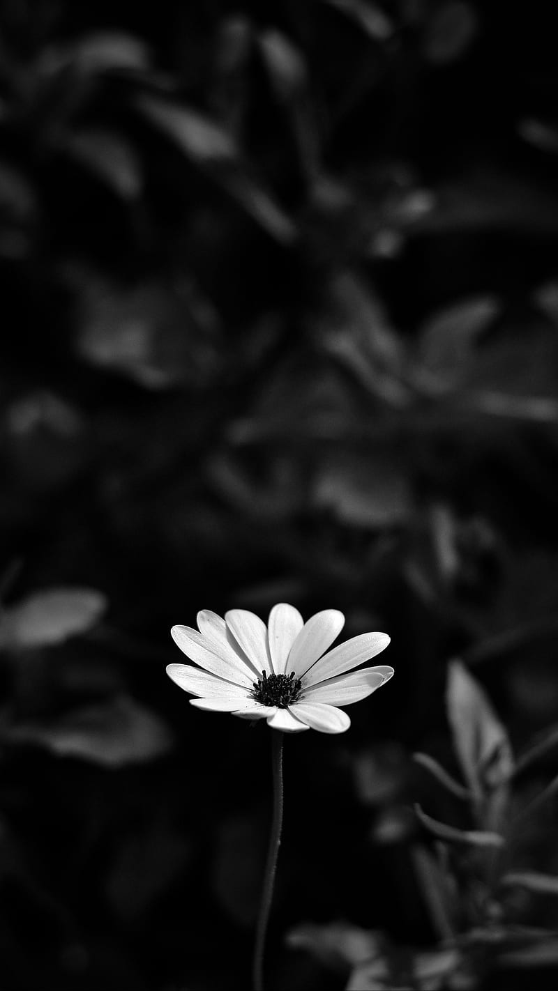 800x1422 Flower, blur, flowers, osteospermum, HD phone wallpaper