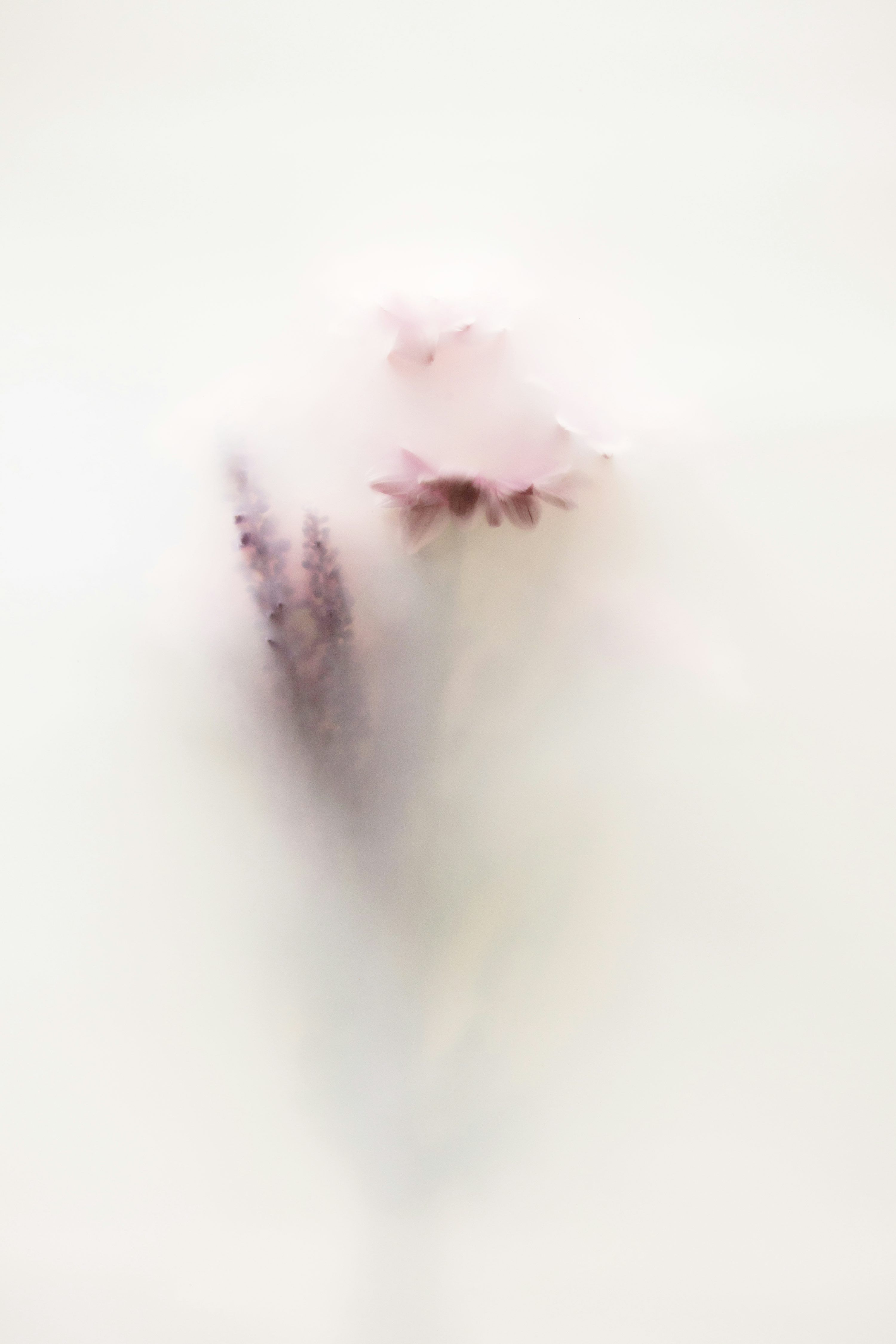 3000x4500 A blurry photo of a flower on a white background photo