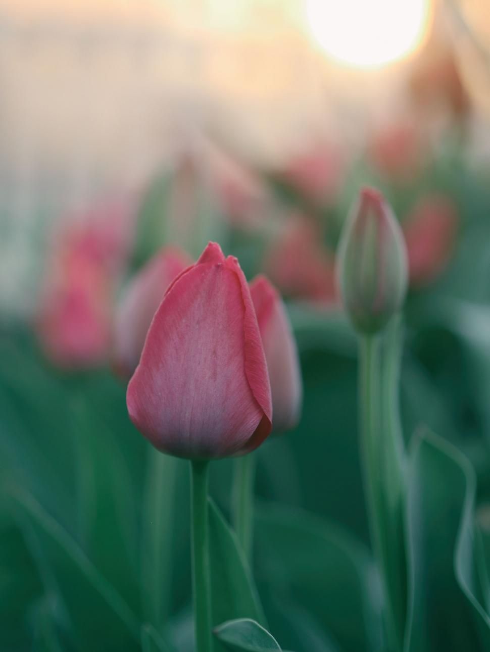 970x1291 Free of Pink Flower Close Up With Blurry Background. Download Free Image and Free Illustrations