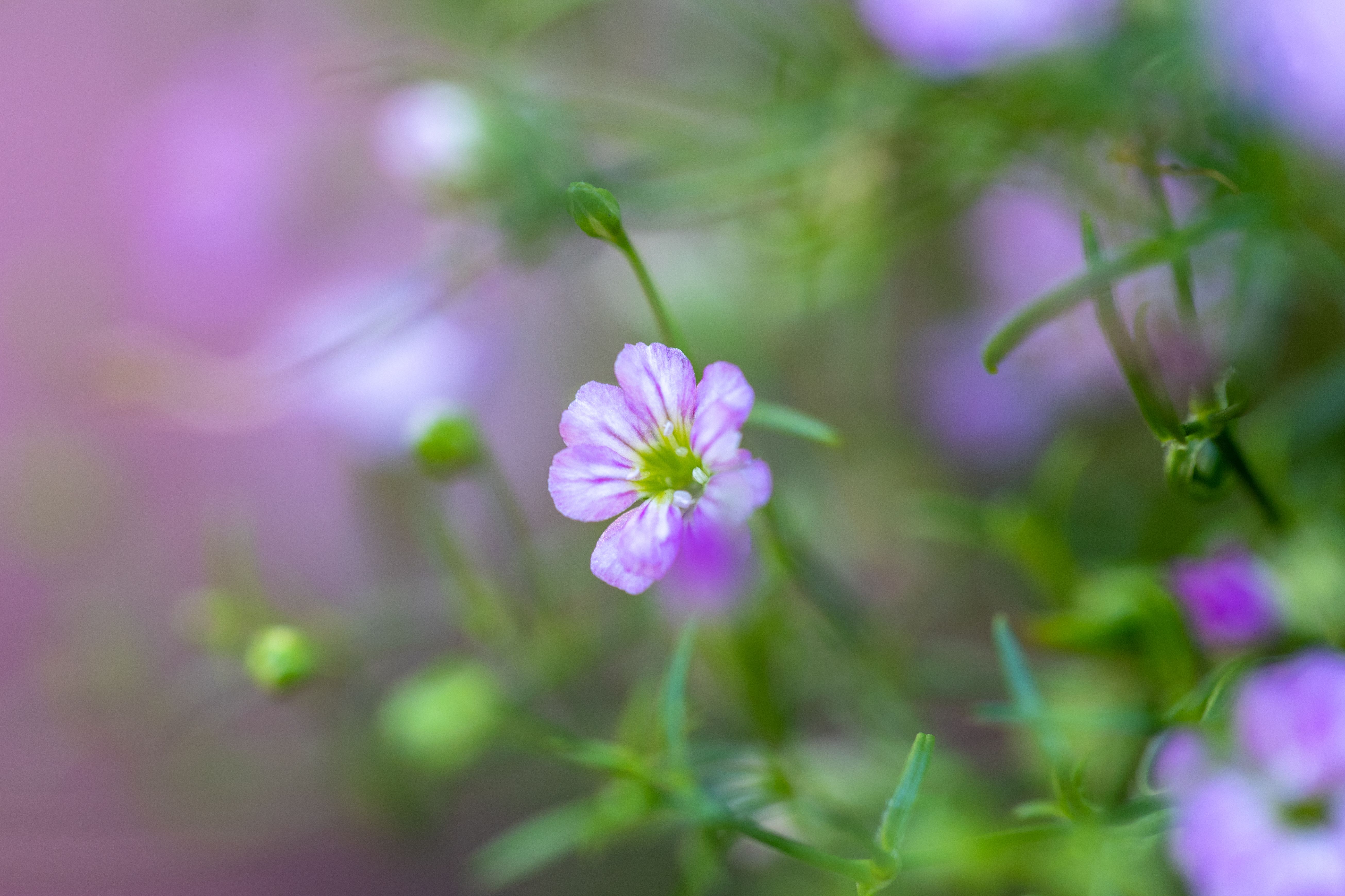5220x3480 Pretty Blurry Flowers Photo Download