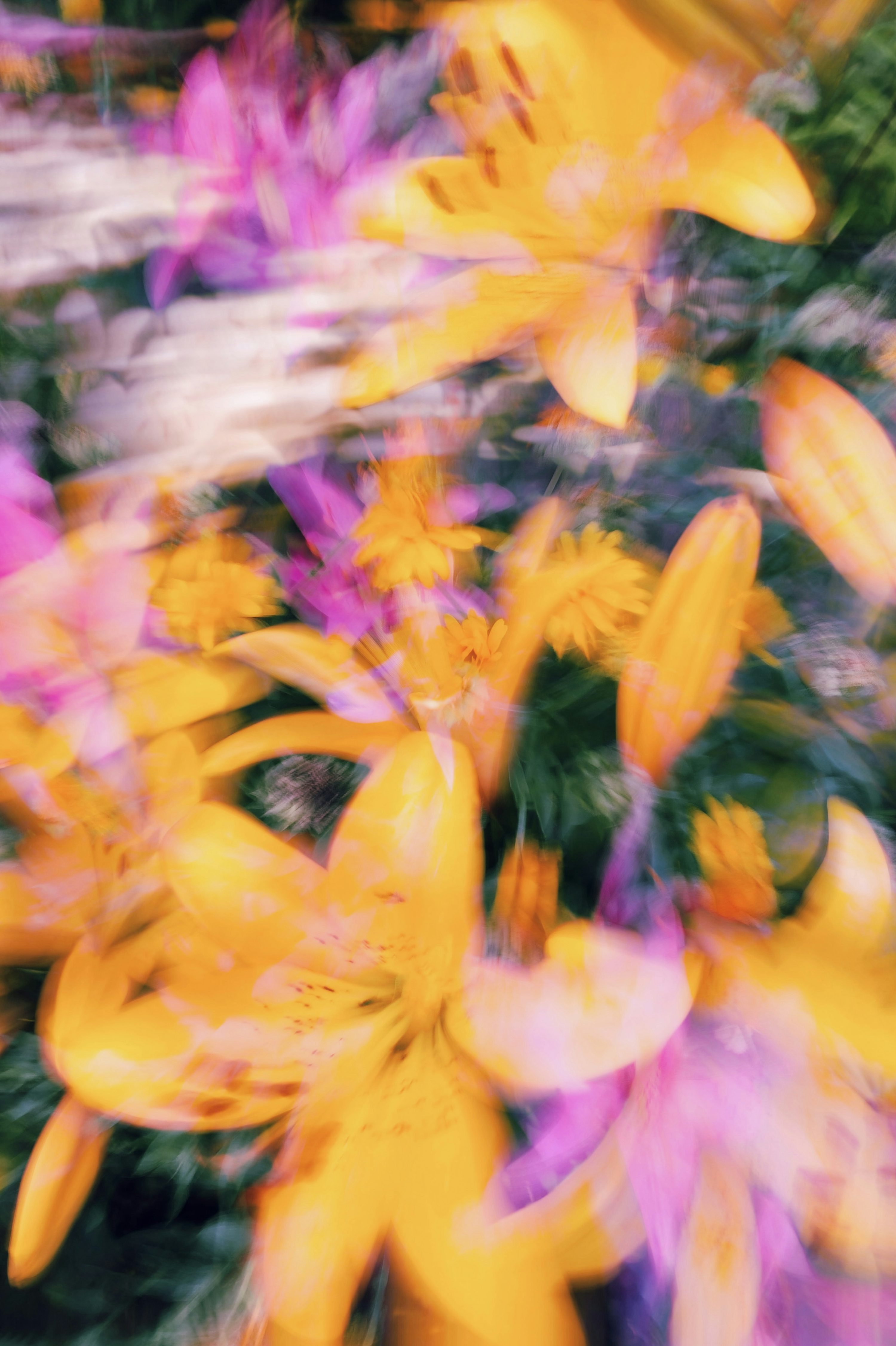 3000x4504 A blurry photo of yellow and purple flowers photo