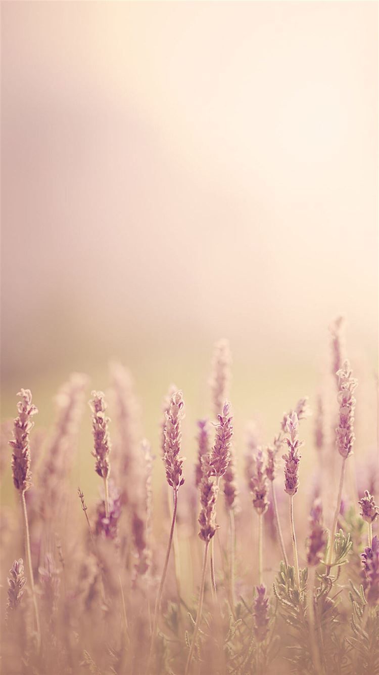 750x1334 Pure Blurry Land Bokeh iPhone 8 Wallpaper Free Download
