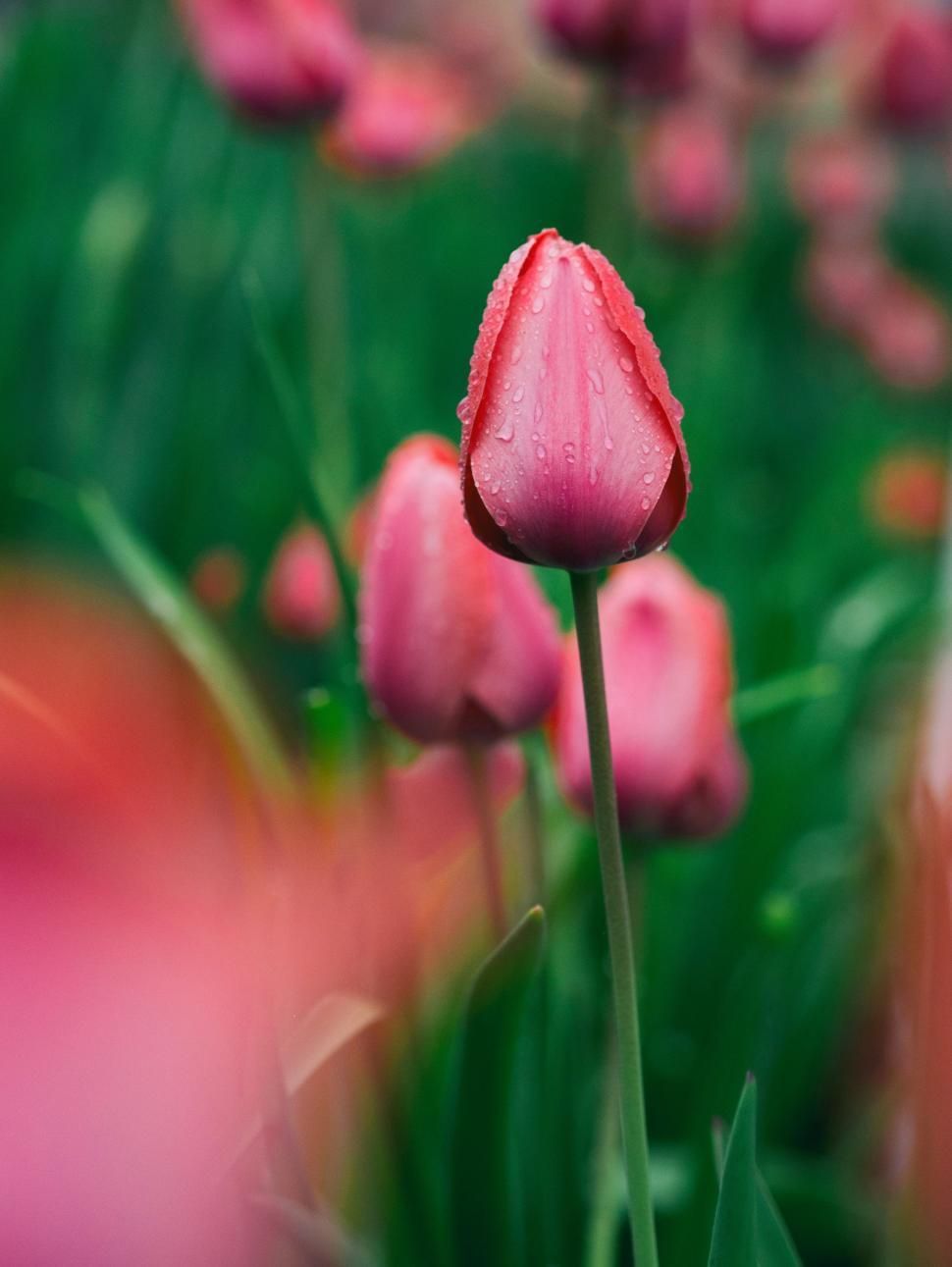 970x1291 Free of Close Up of a Pink Flower With Blurry Background. Download Free Image and Free Illustrations