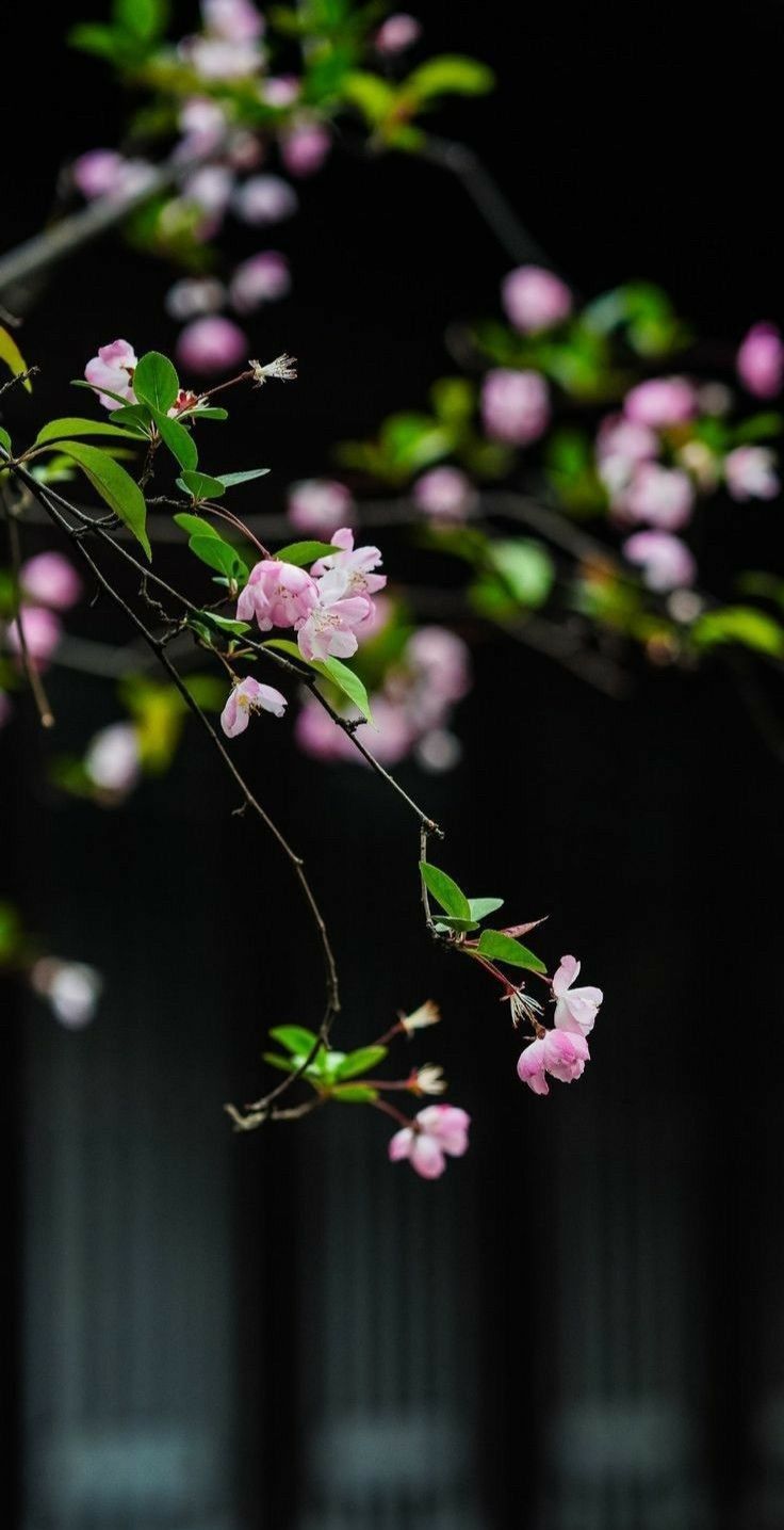 736x1435 Blurry flowers in dark background. Nature greenery blurred background, Blurry flower on dark background, Wallpaper nature flowers