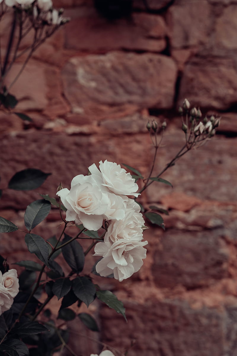 800x1200 White rose, leaves, blurry, Flowers, HD phone wallpaper