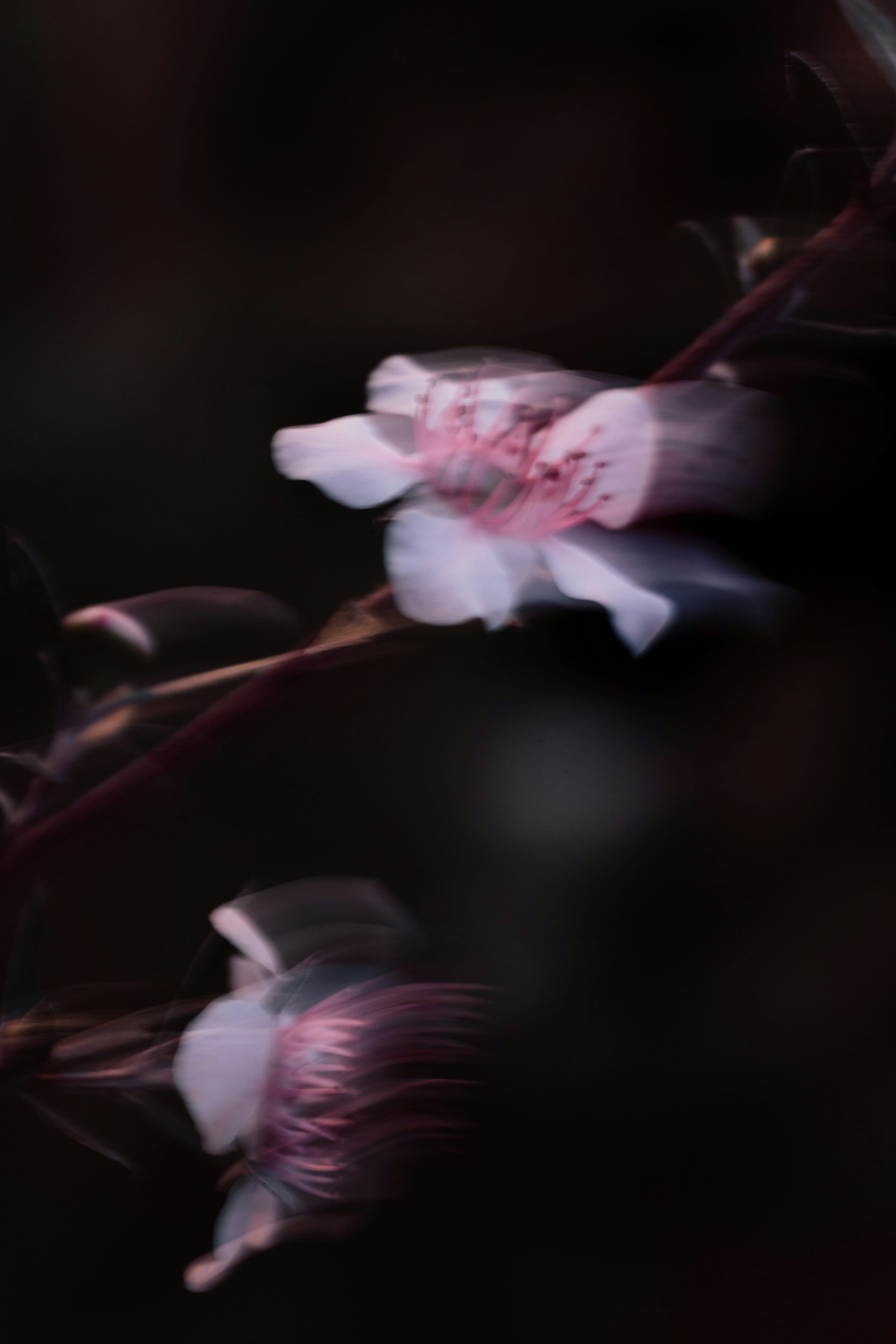 3000x4500 A close up of a flower with a blurry background photo