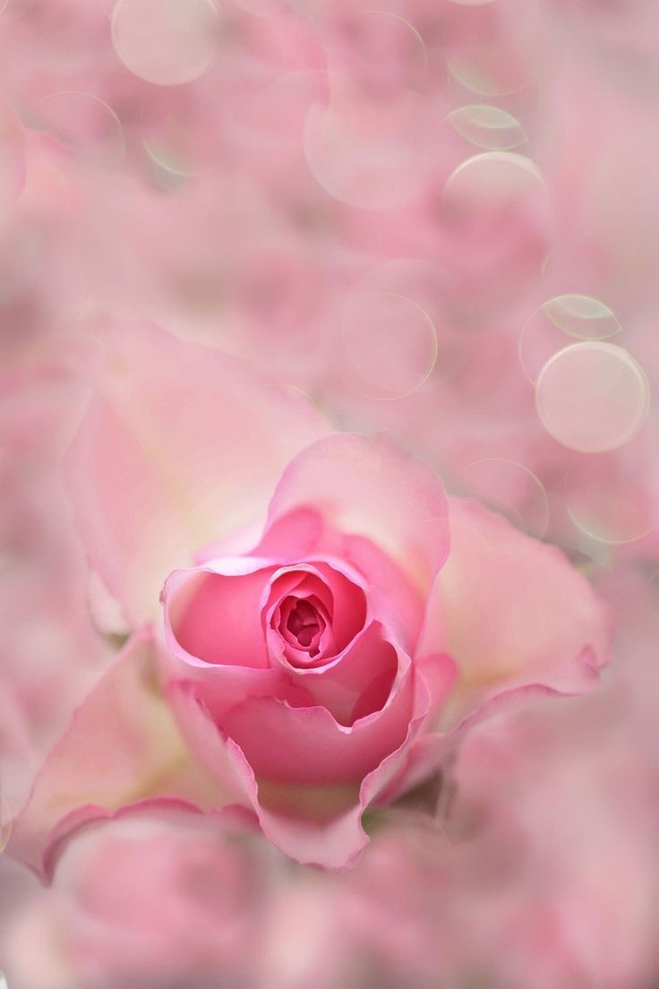 736x1104 Pink Rose on Blurry Background. Blumen wallpaper, Mohnblume, Blumenbilder
