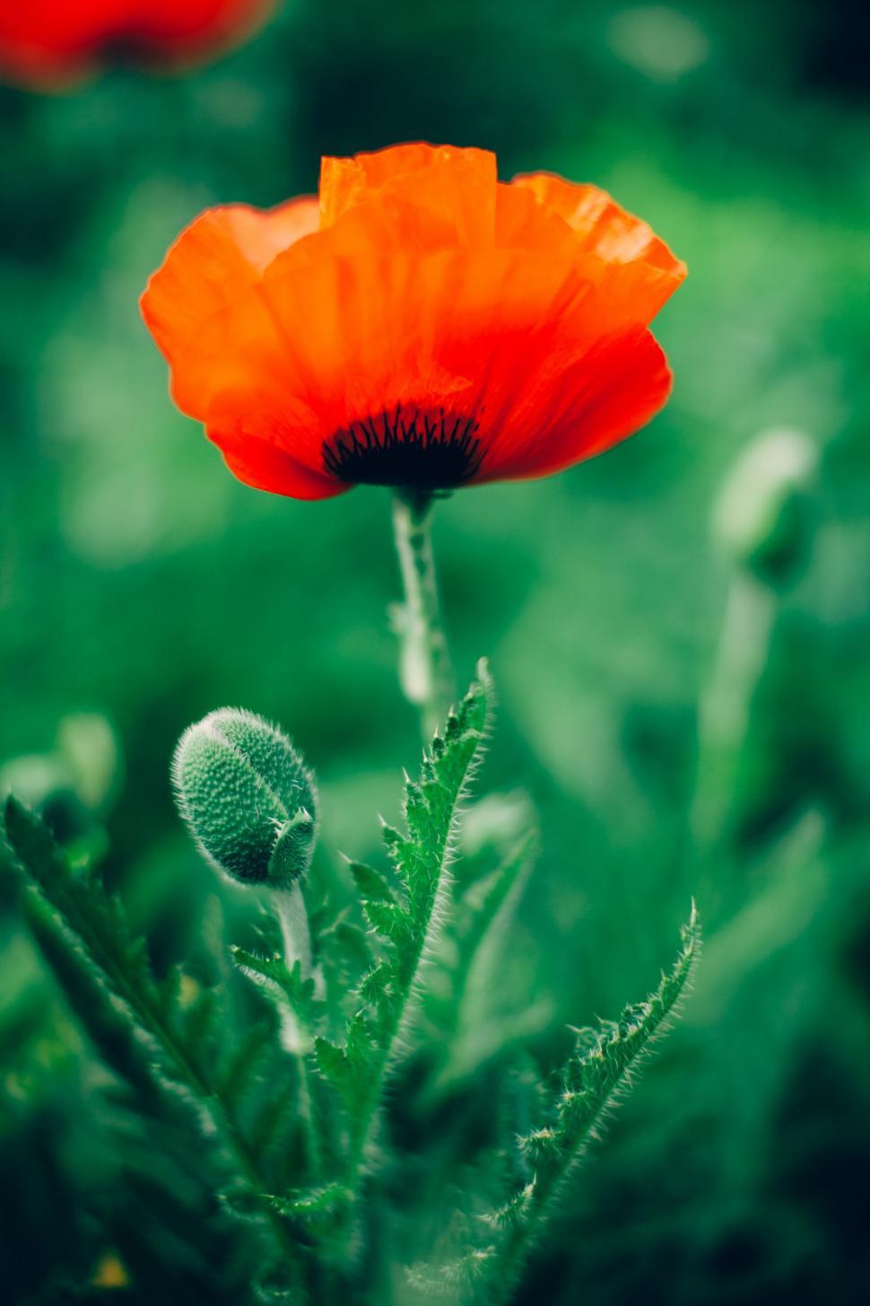 970x1455 Free of Close Up of a Flower With Blurry Background. Download Free Image and Free Illustrations
