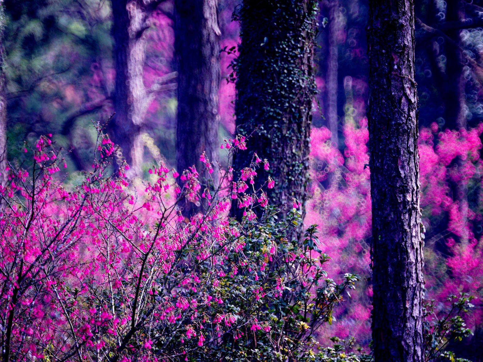 1600x1200 Wallpaper Forest, pink flowers, trees, blurry 1920x1200 Picture, Image
