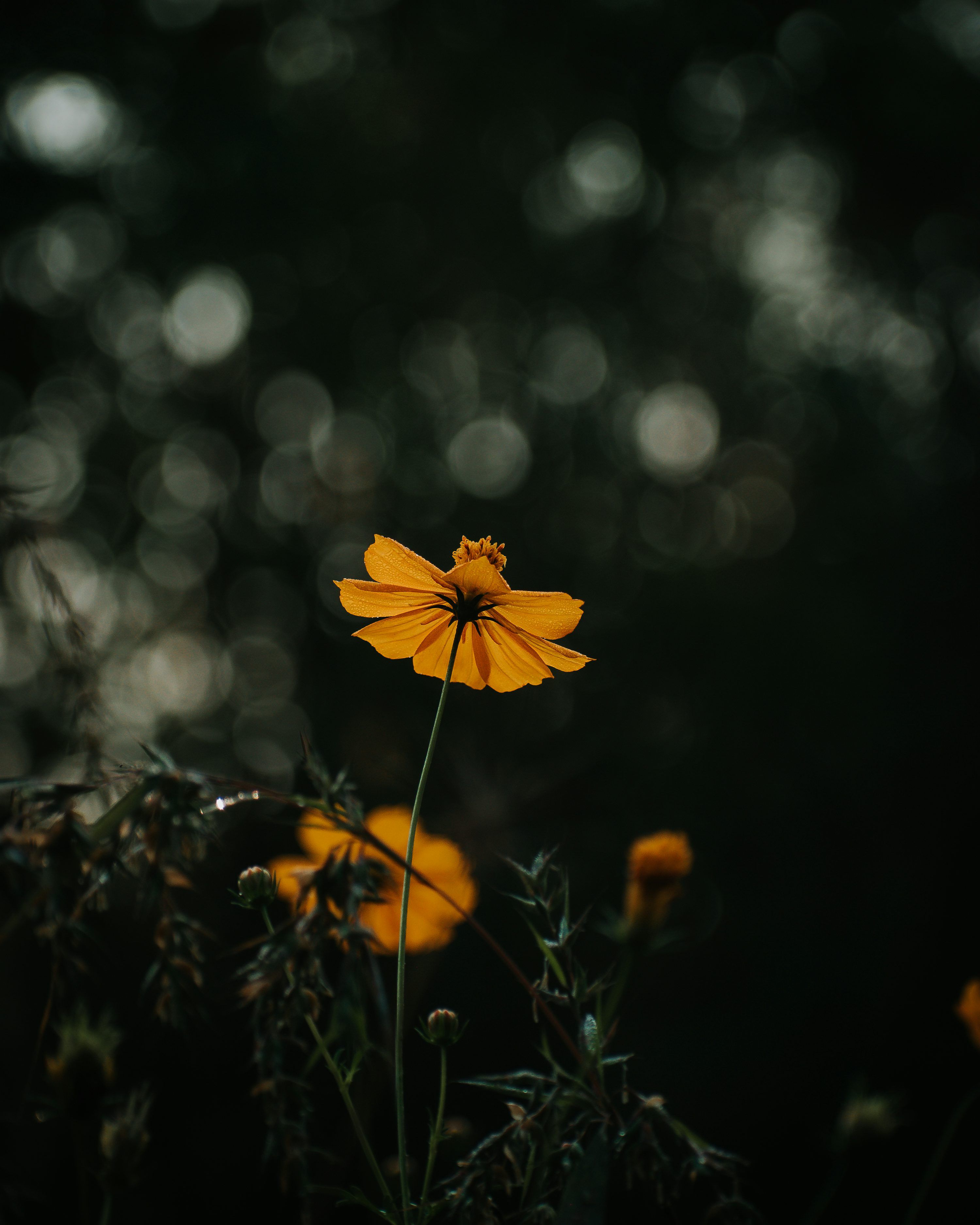3000x3750 A close up of a yellow flower with blurry background photo