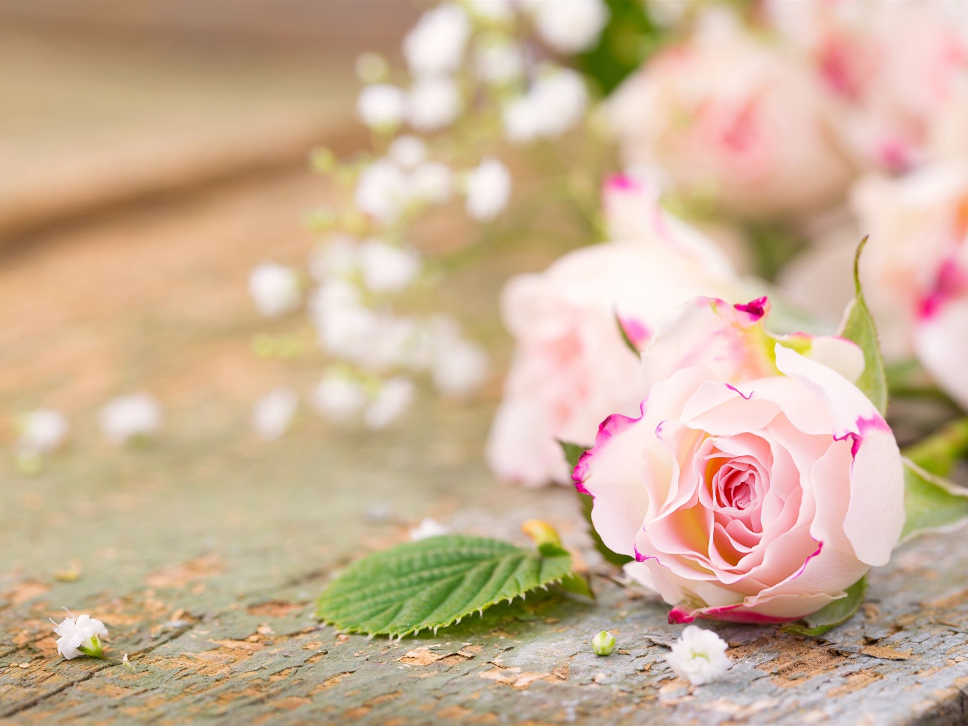 1920x1440 Wallpaper Pink flowers, roses, petals, blurry background 3840x2160 UHD 4K Picture, Image