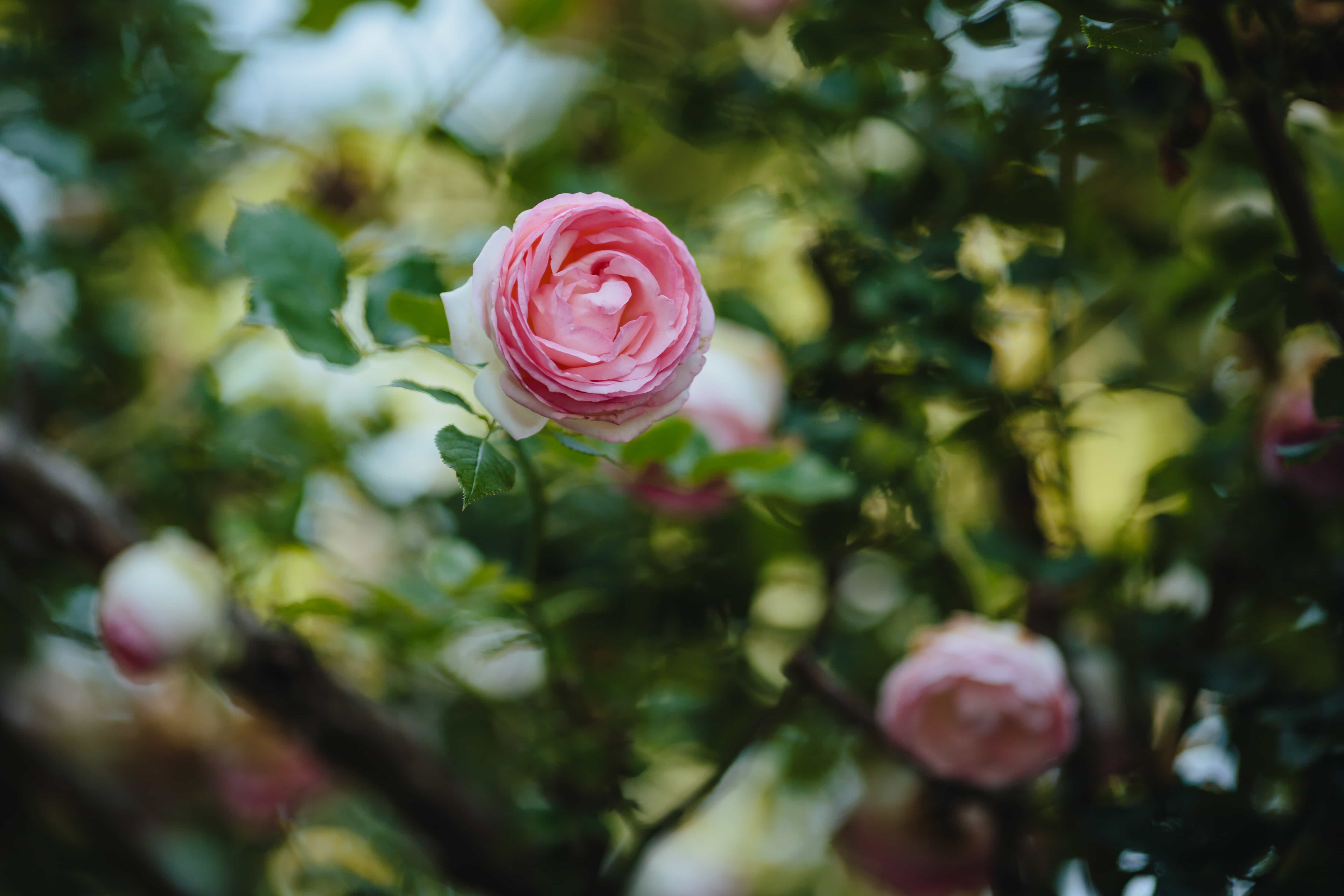 5760x3840 Free picture: blurry, focus, petals, shrub, plant, love, roses, rose, bouquet, decoration
