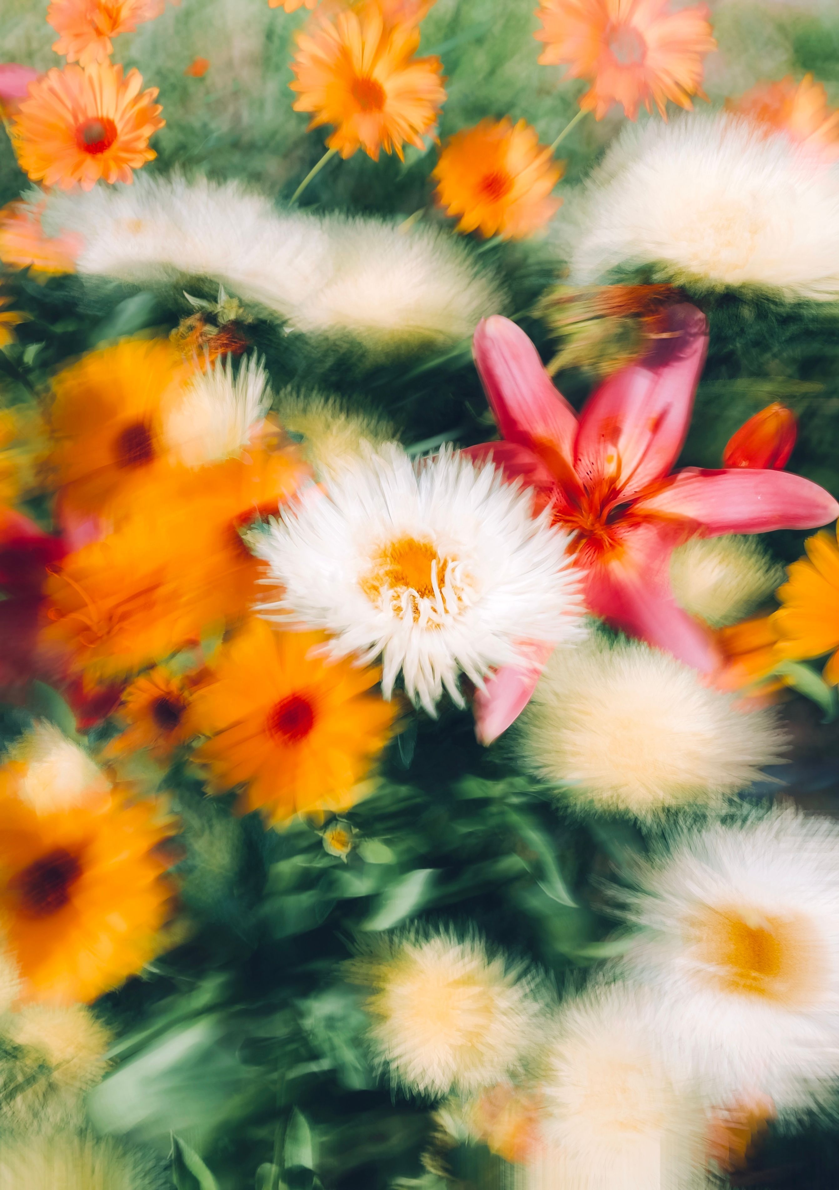 2683x3803 Blurry Photo of Variety of Colorful Flowers · Free