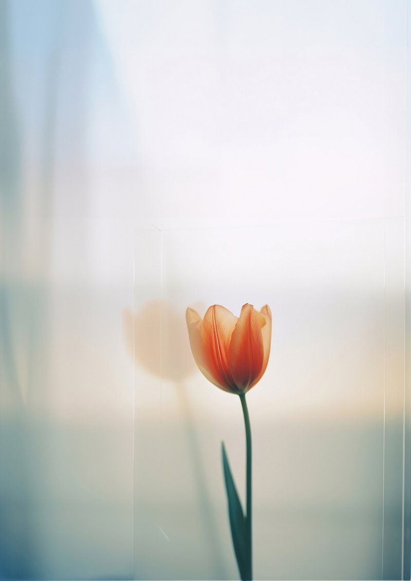 800x1131 blurry picture singel tulip blurred