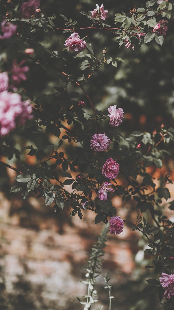 736x1308 Purple And Pink Rose iPhone Blurry Background Wallpaper