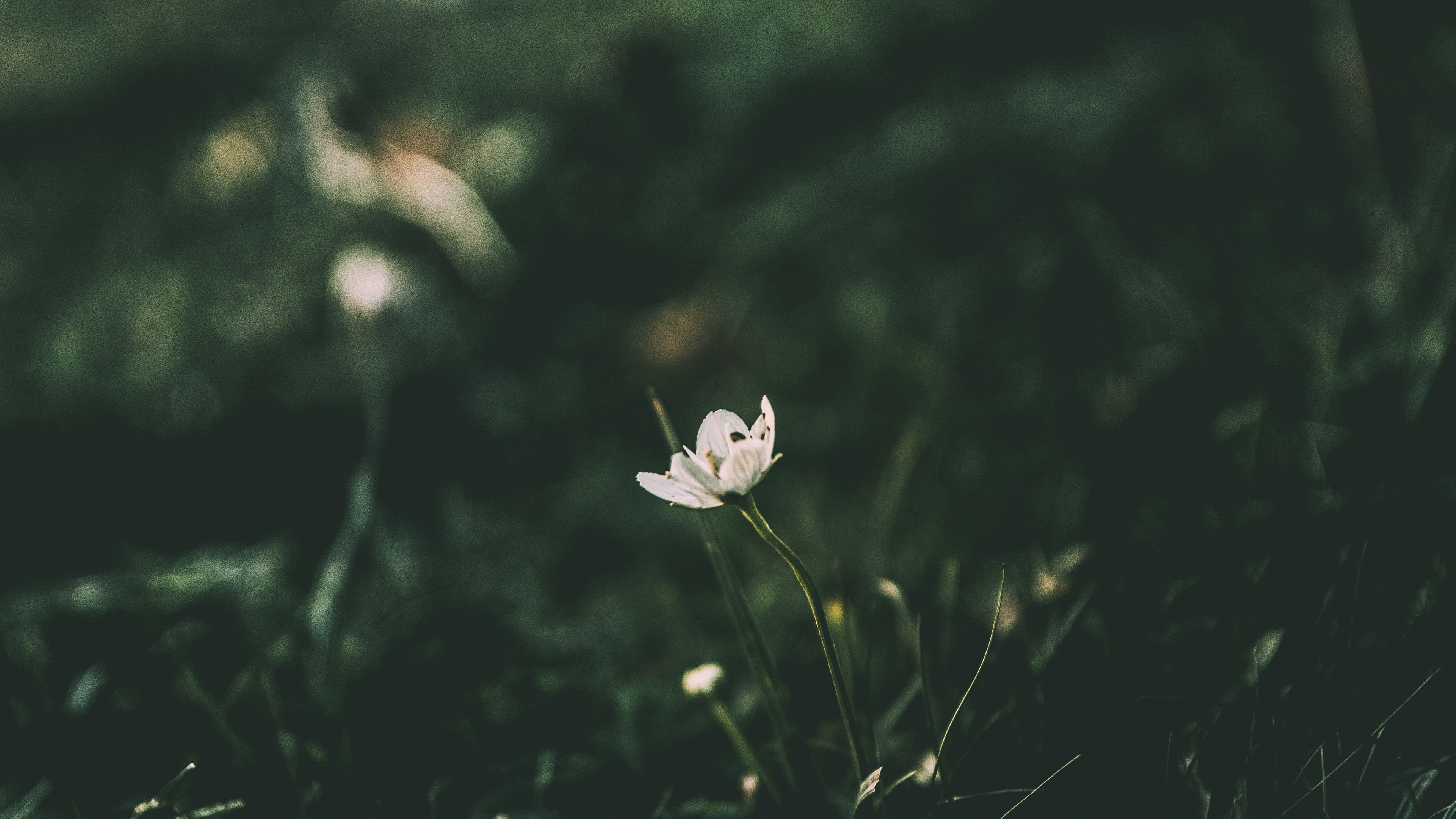 3840x2160 Wallpaper White little flower, blurry background 3840x2160 UHD 4K Picture, Image