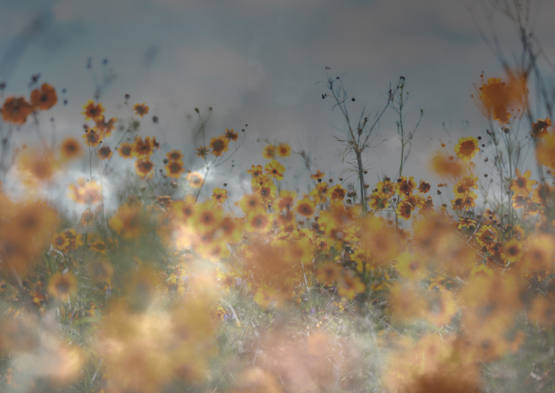 1143x810 Blurry Flowers. Jewish Women's Archive