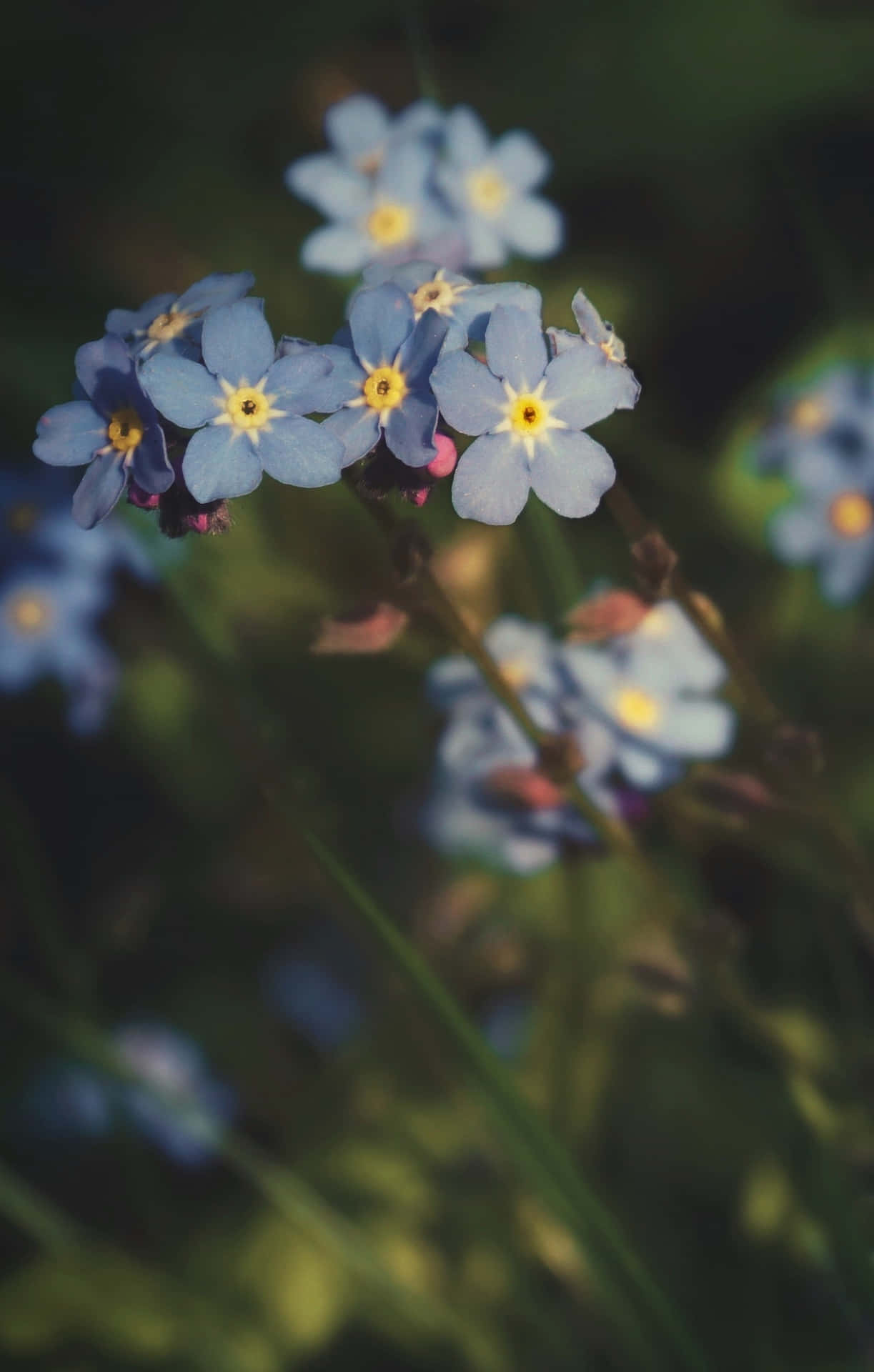 1223x1920 Blurry Forget Me Nots Blue Flowers Phone Wallpaper