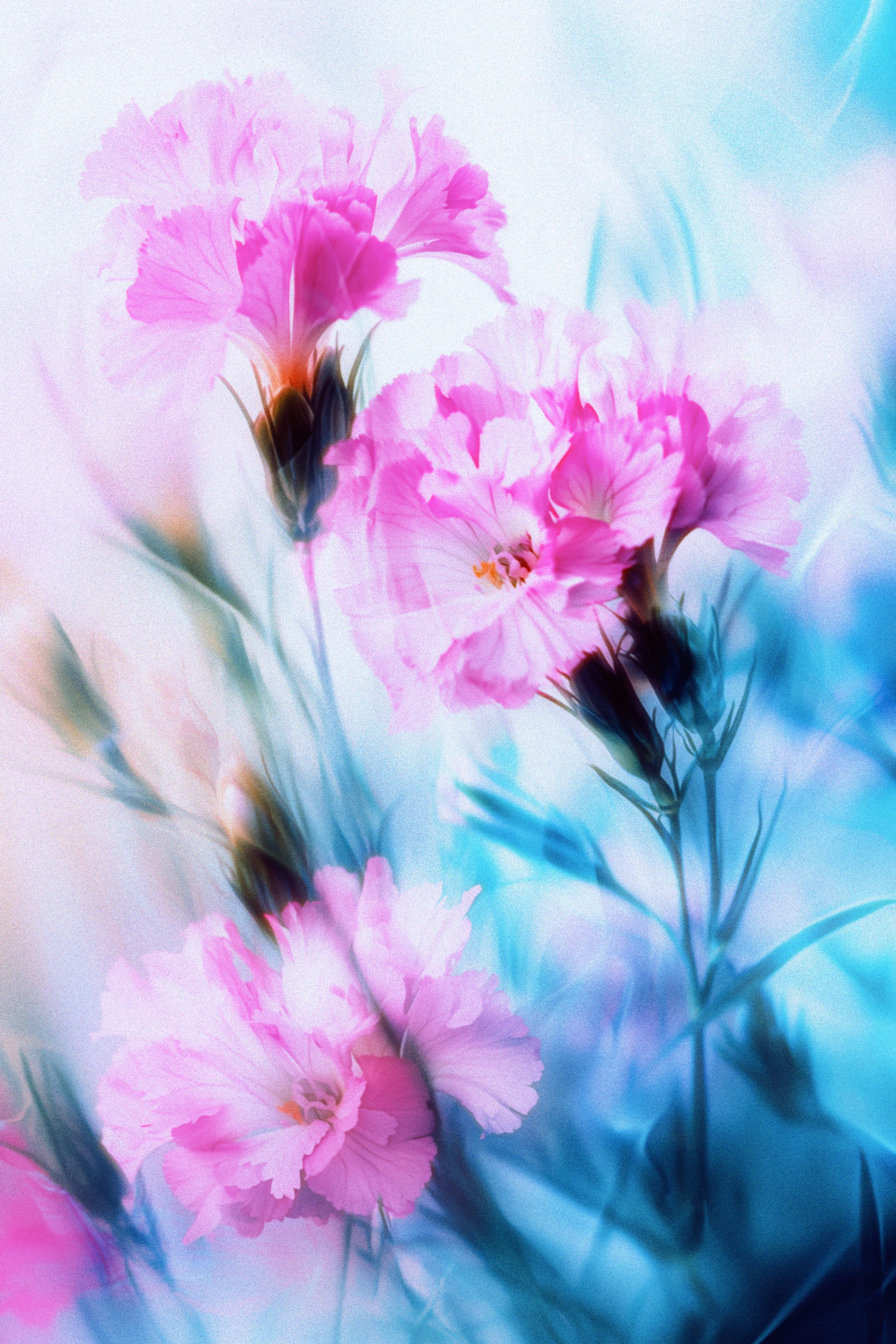 3000x4500 A blurry photo of pink flowers on a blue background photo