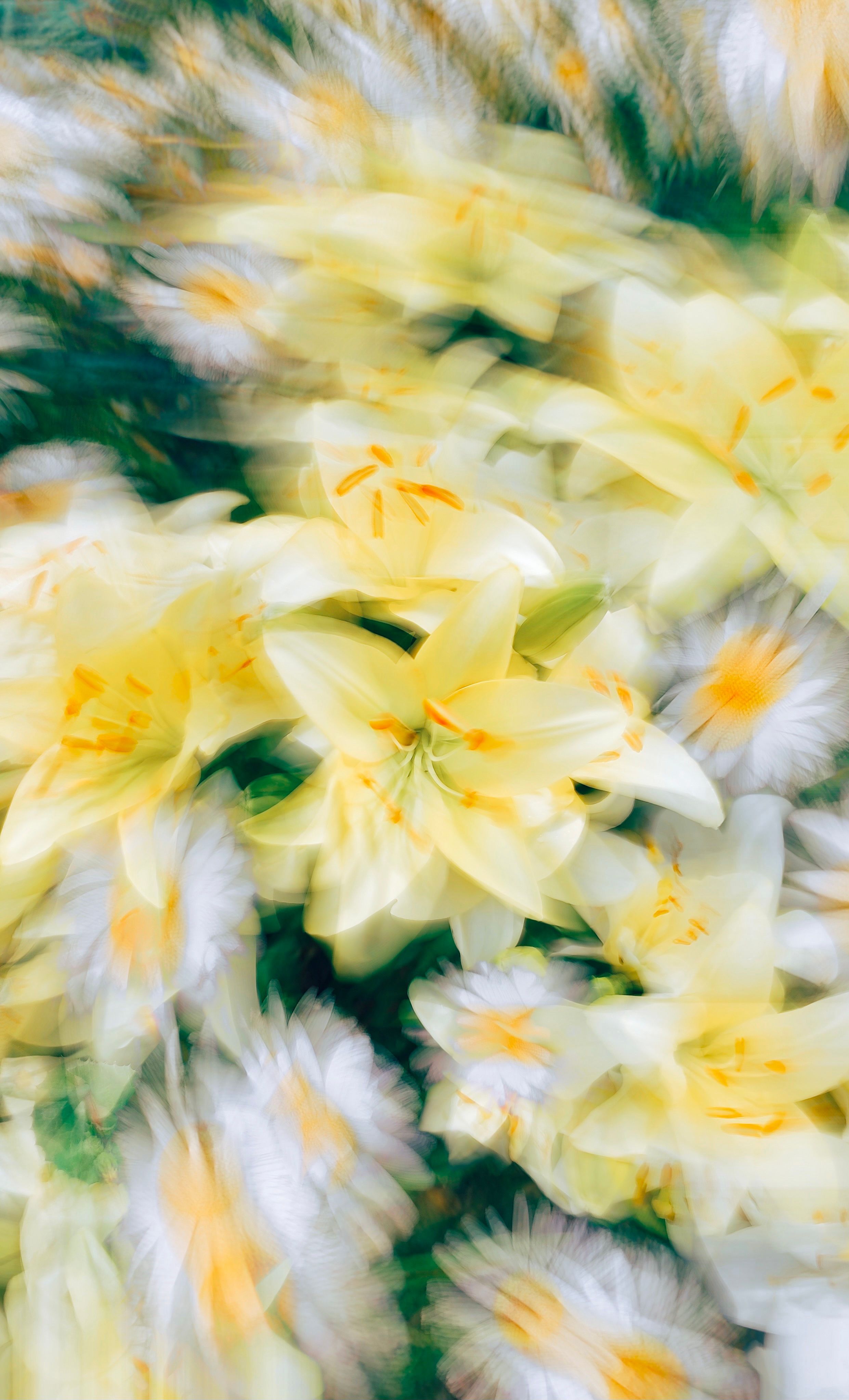 2482x4095 Blurry Picture of Yellow Lilies · Free