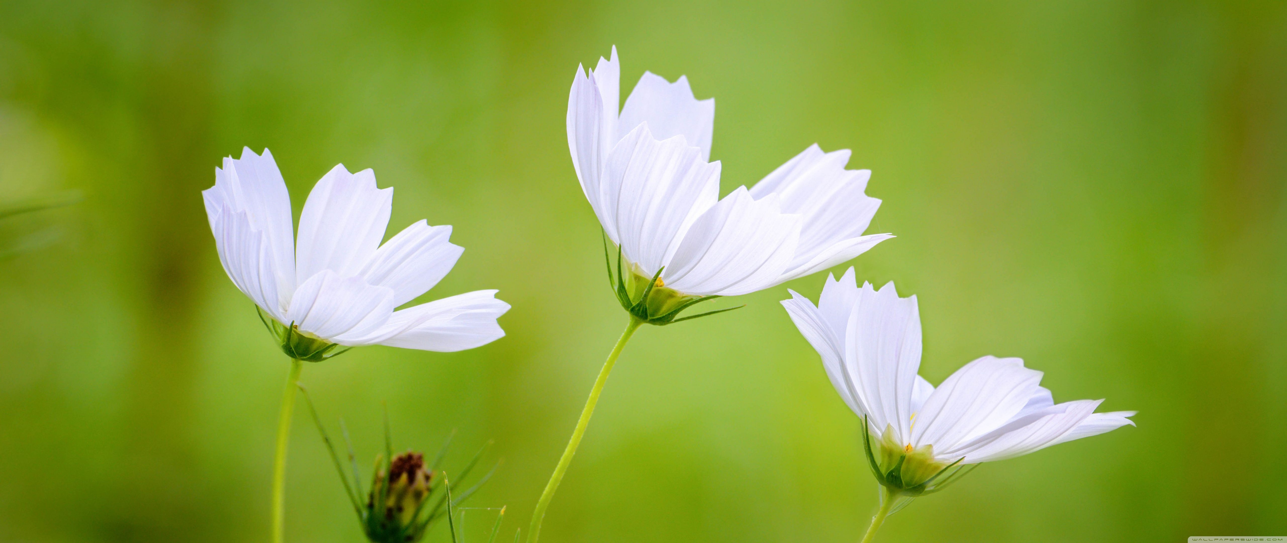 5120x2160 White Cosmos Flowers, Green Blurry Background 4K UHD Wallpaper for UltraHD Desktop and TV : Widescreen and UltraWide Display : Smartphone and Tablet Devices