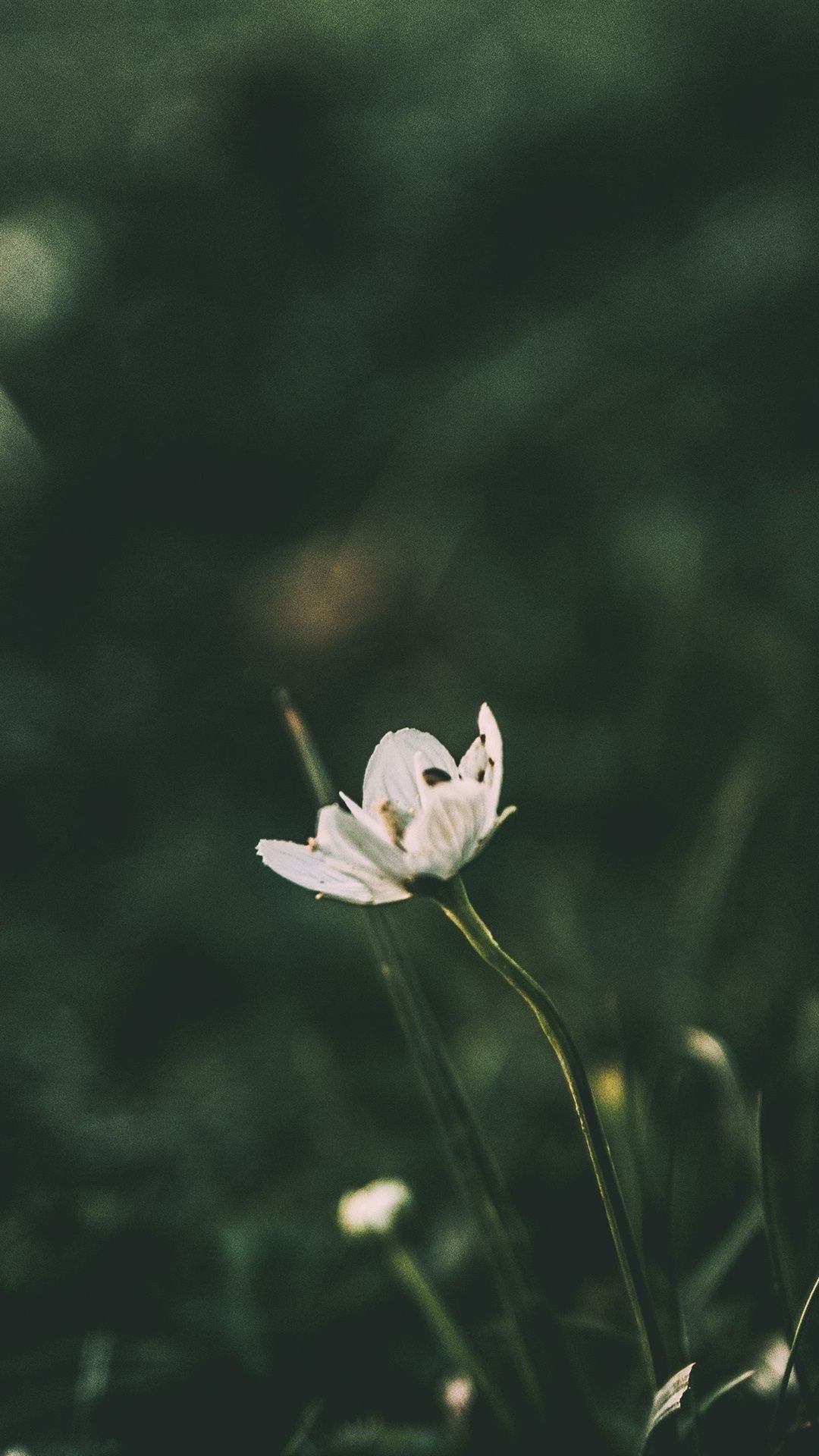 1080x1920 White Little Flower, Blurry Background 1080x1920 IPhone 8 7 6 6S Plus Wallpaper, Background, Picture, Image