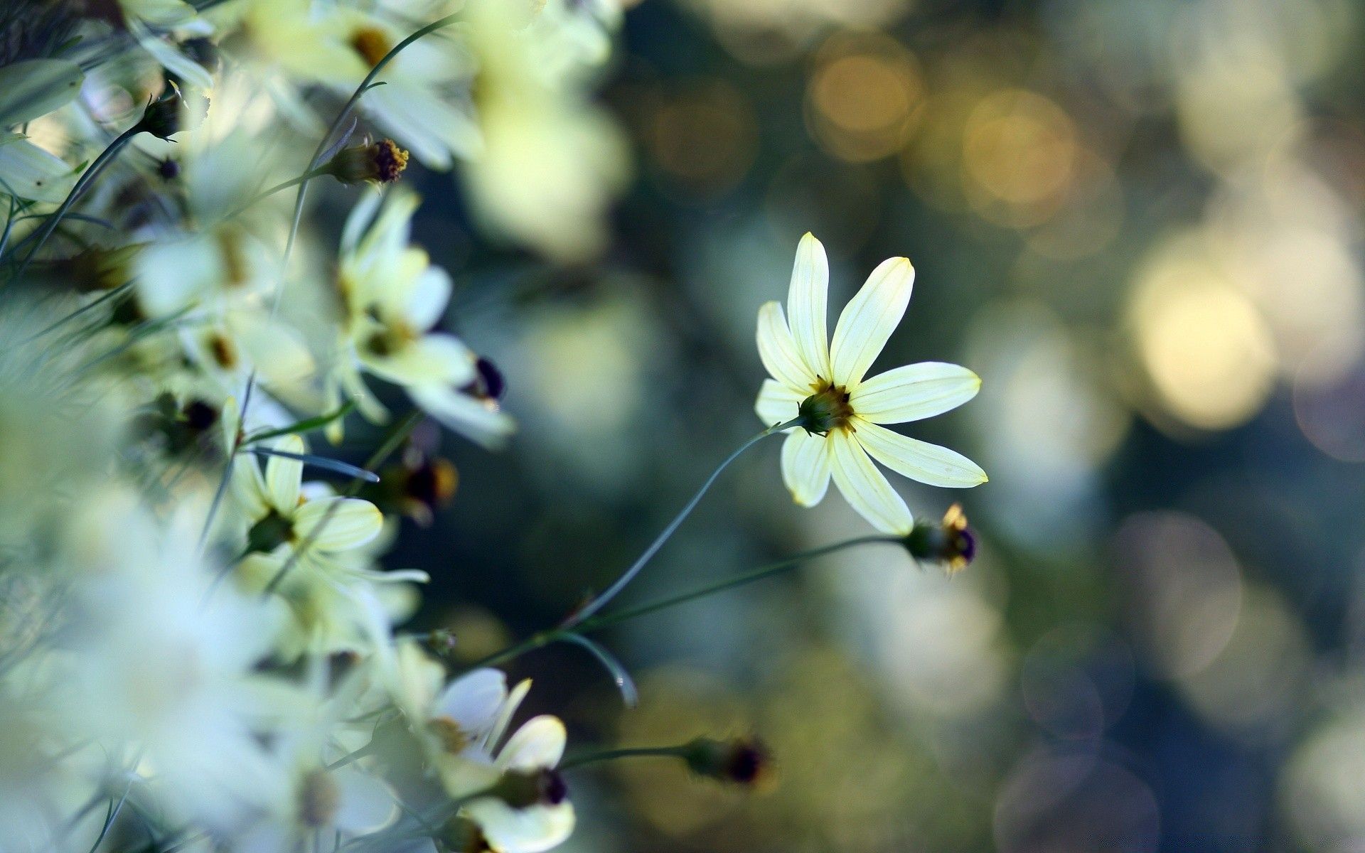 1920x1200 A White Flower On A Blurry Background Of