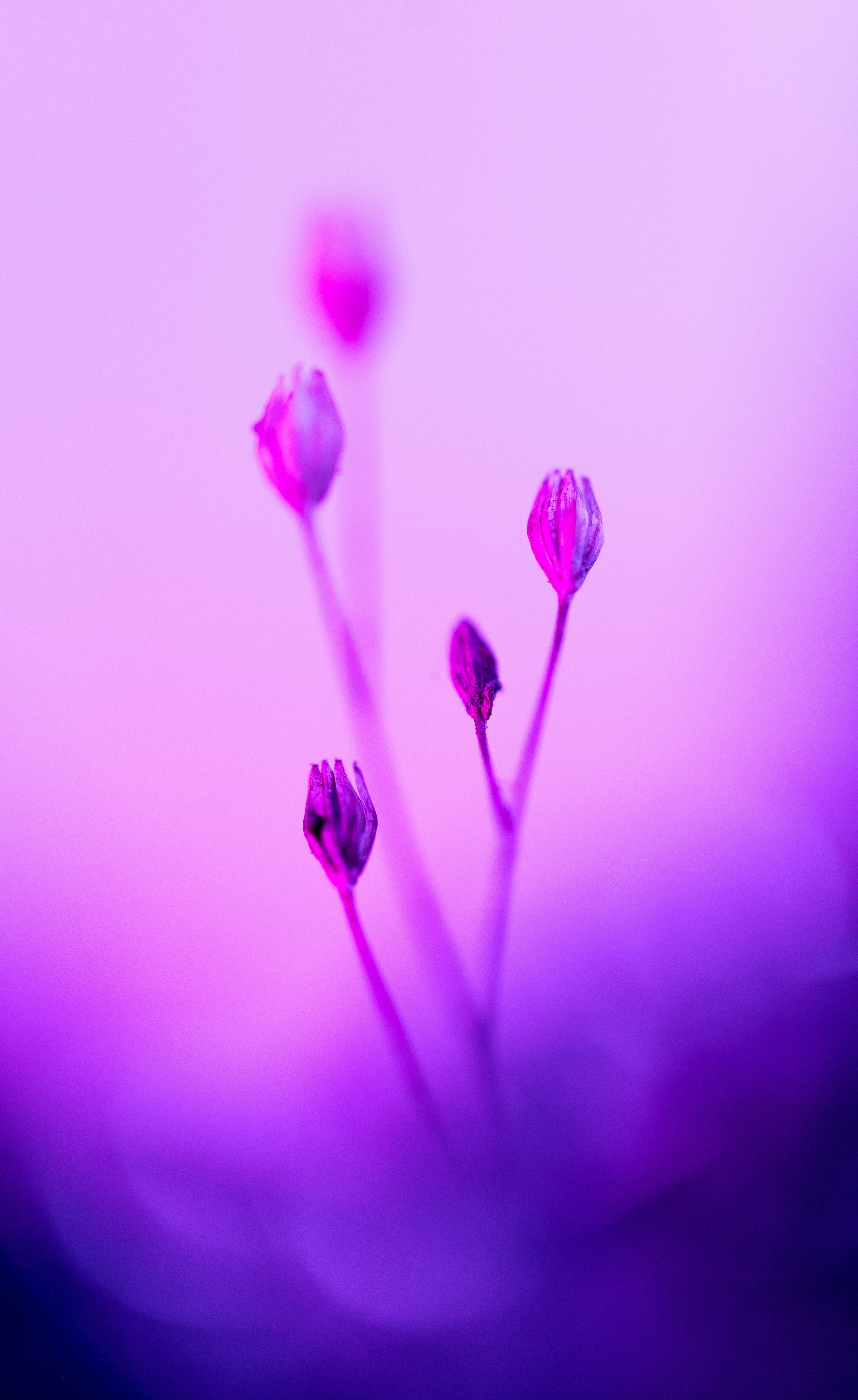 3000x4894 A close up of a flower with a blurry background photo