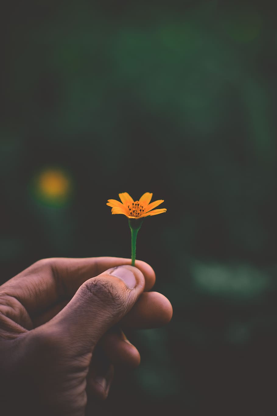 910x1365 1080x1812px. free download. HD wallpaper: flowers, tones, nature, blurry, macro, green, photo, photography