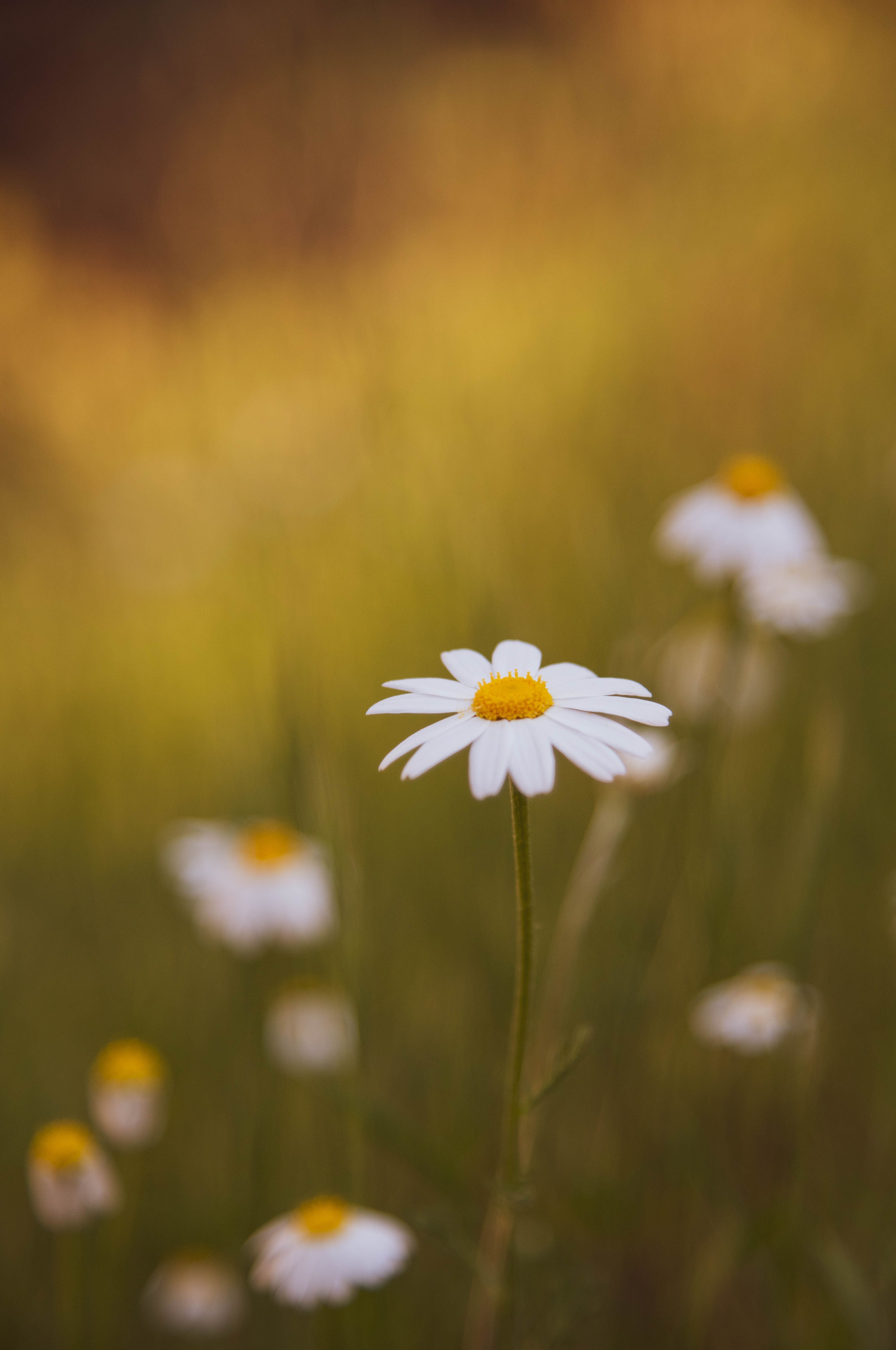 4436x6679 A Daisy with a Blurred Background · Free