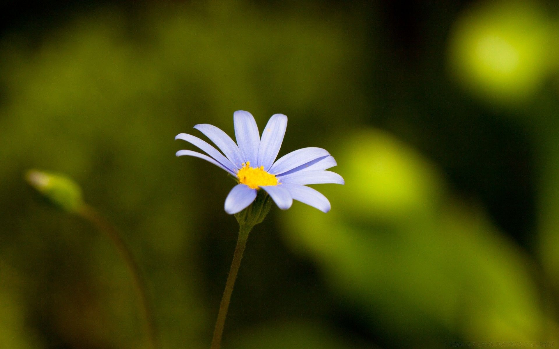 1920x1200 One Flower On A Blurry
