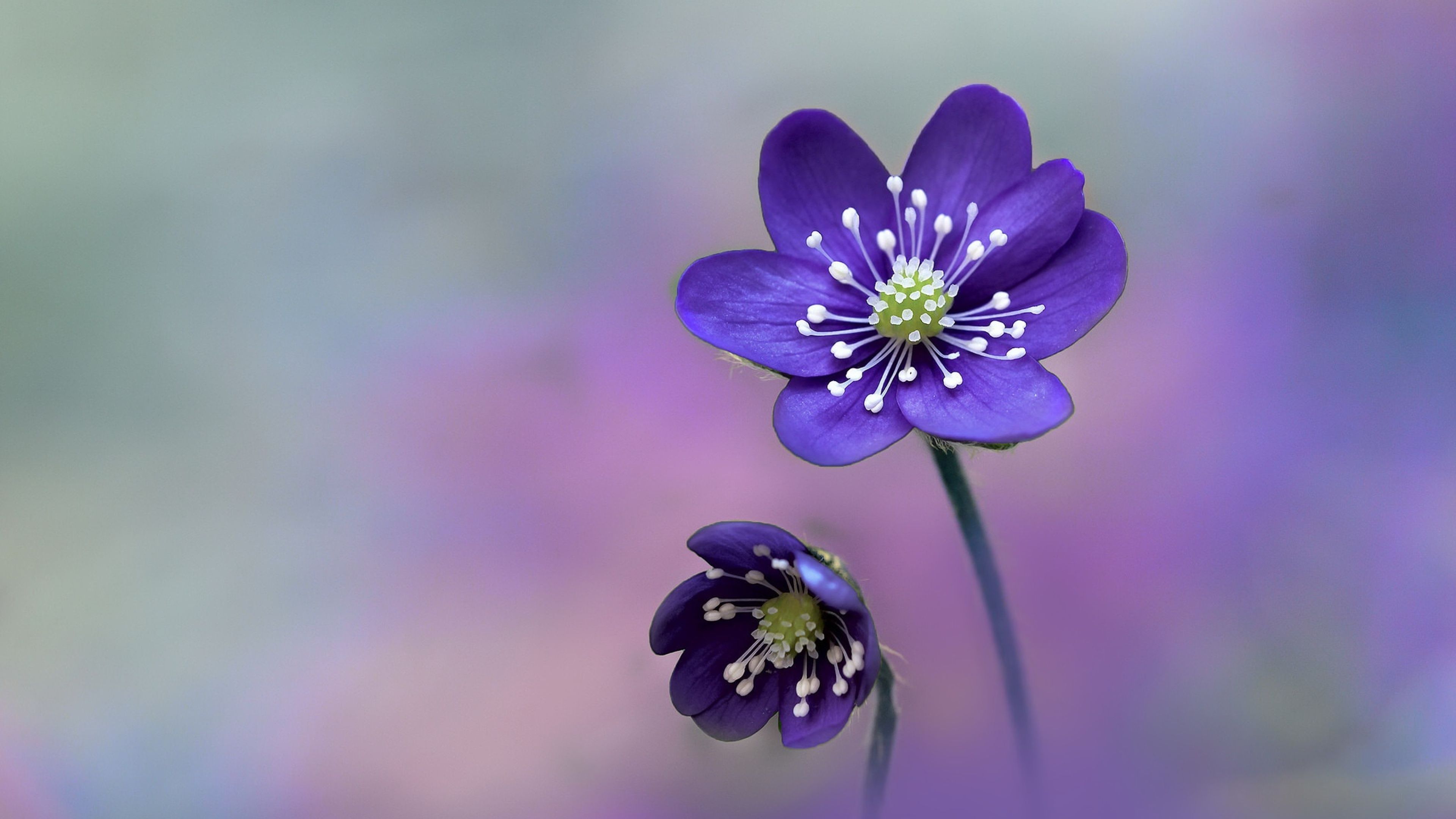 3840x2160 Little purple flowers on a blurry background Desktop wallpaper 1024x1024