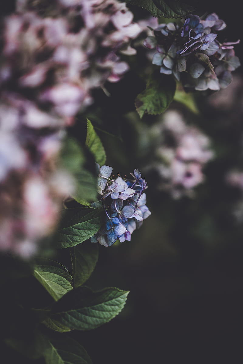 800x1199 Hydrangea, purple flowers, blurry, leaves, Flowers, HD phone wallpaper